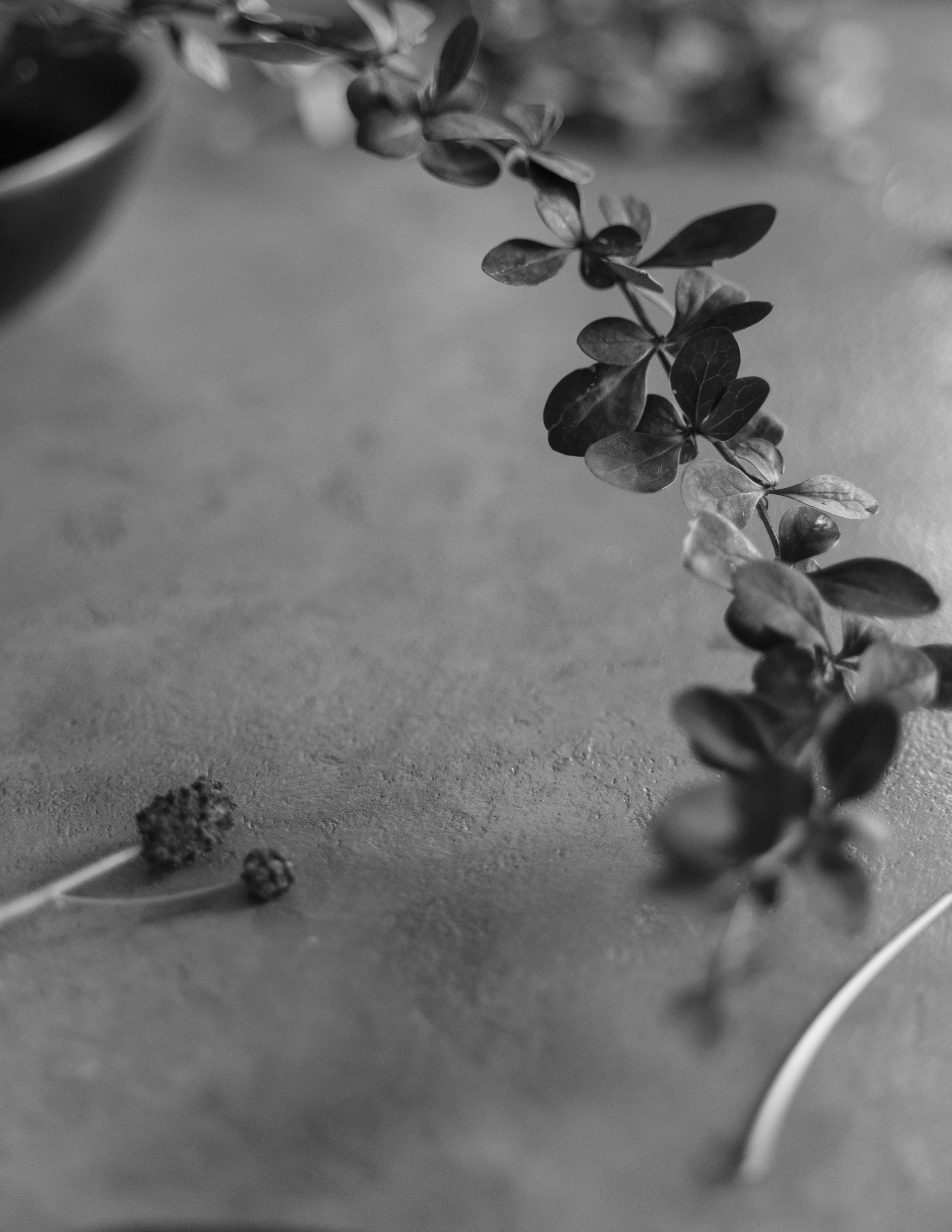 цветочная галерея МОХ, мастер-класс икебана