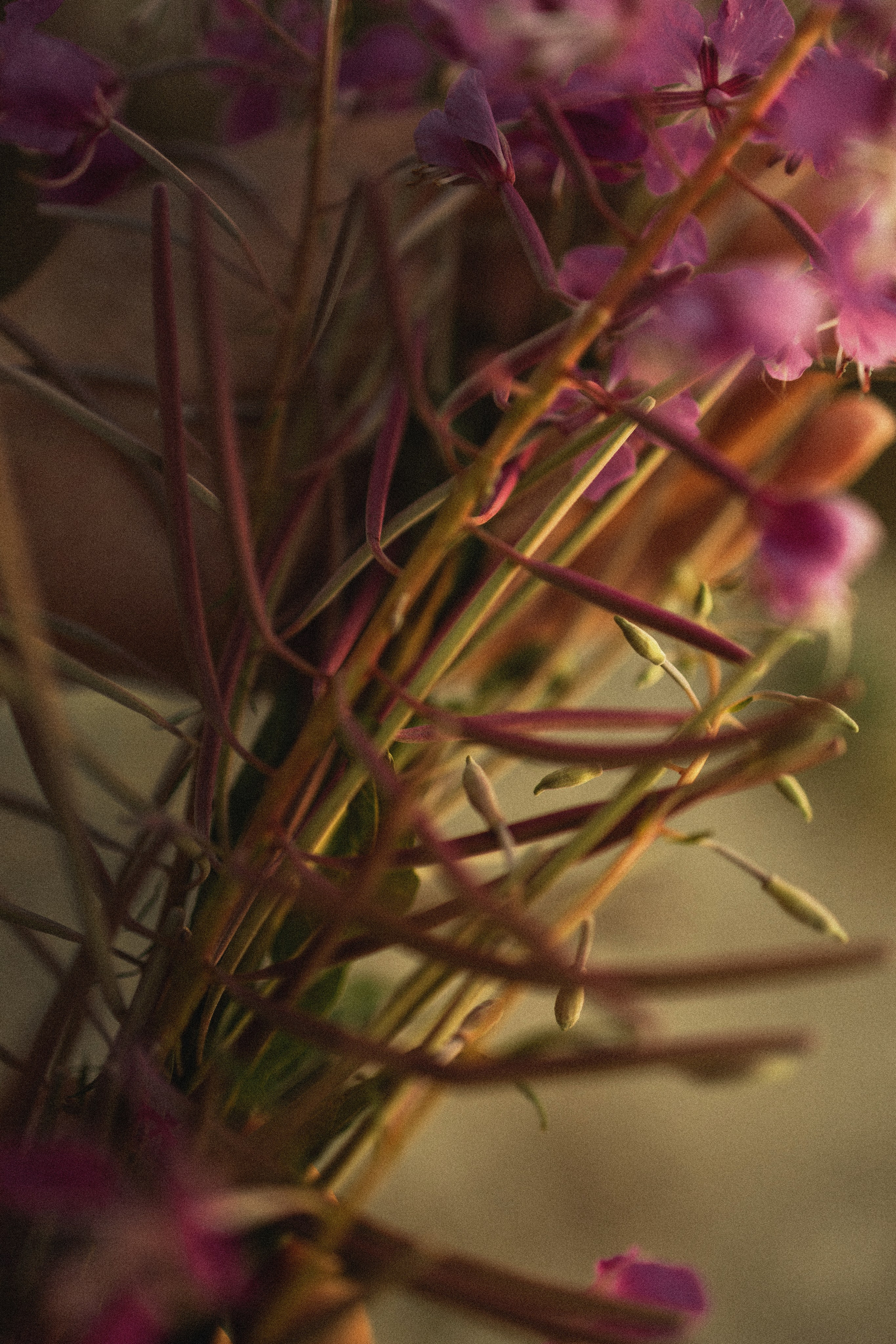 Счастье быть Д р у г с Д р у г о м. Виноградова Маргарита. Фотограф P r o Явления