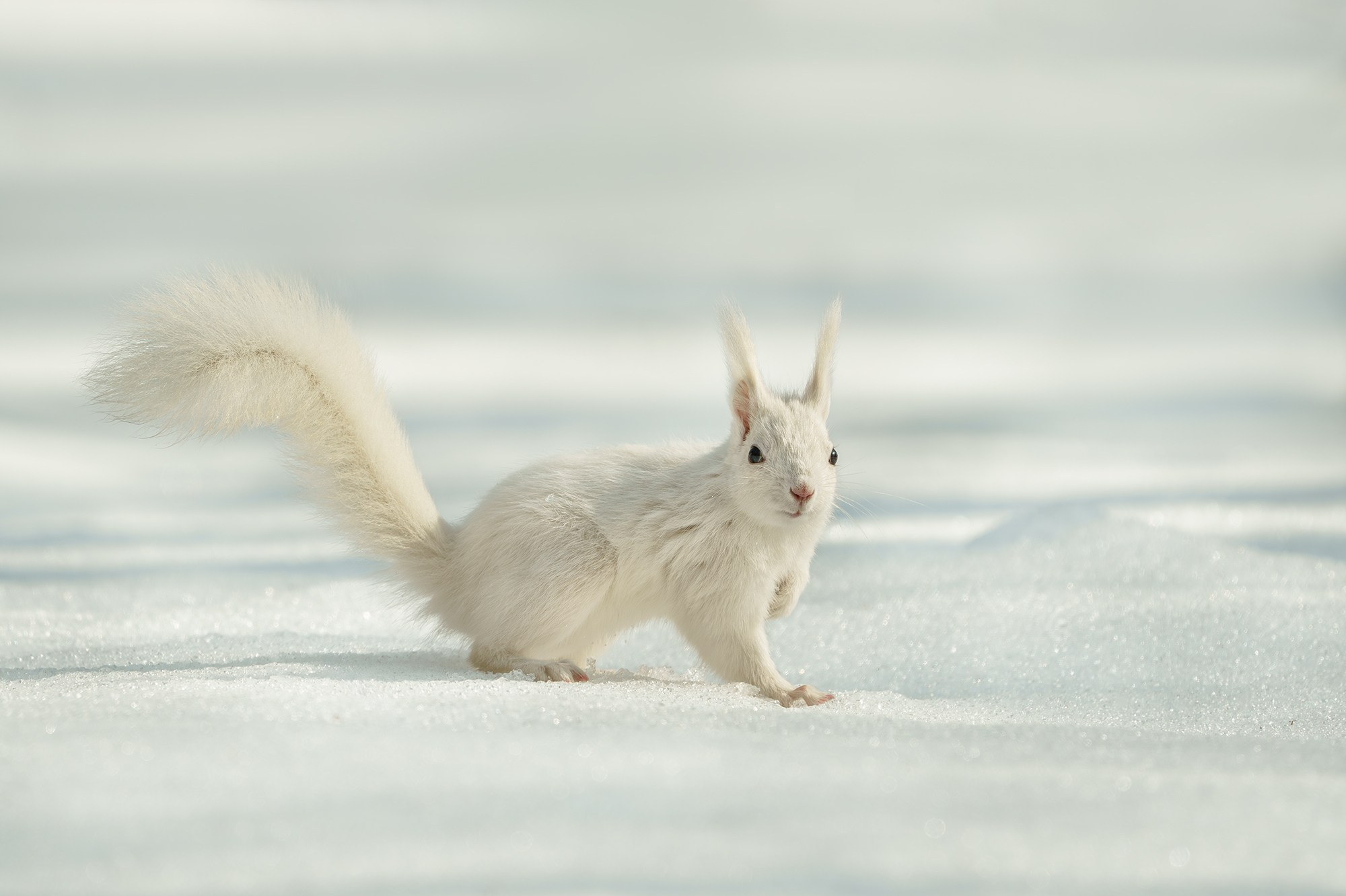 Животные. Ваш личный фотограф Марина Волкова
