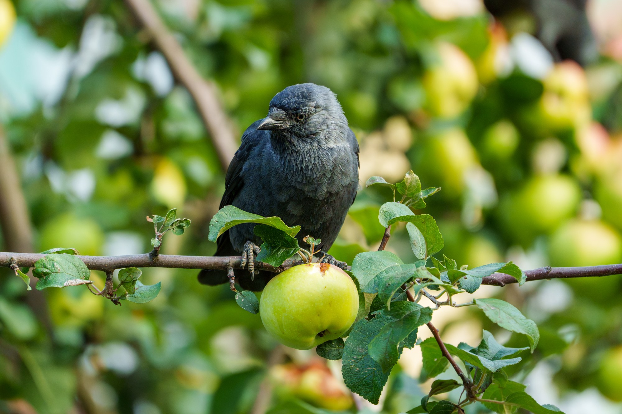Удивительные мир птиц. Вокруг нас столько прекрасного — присмотритесь!. Ваш личный фотограф Марина Волкова
