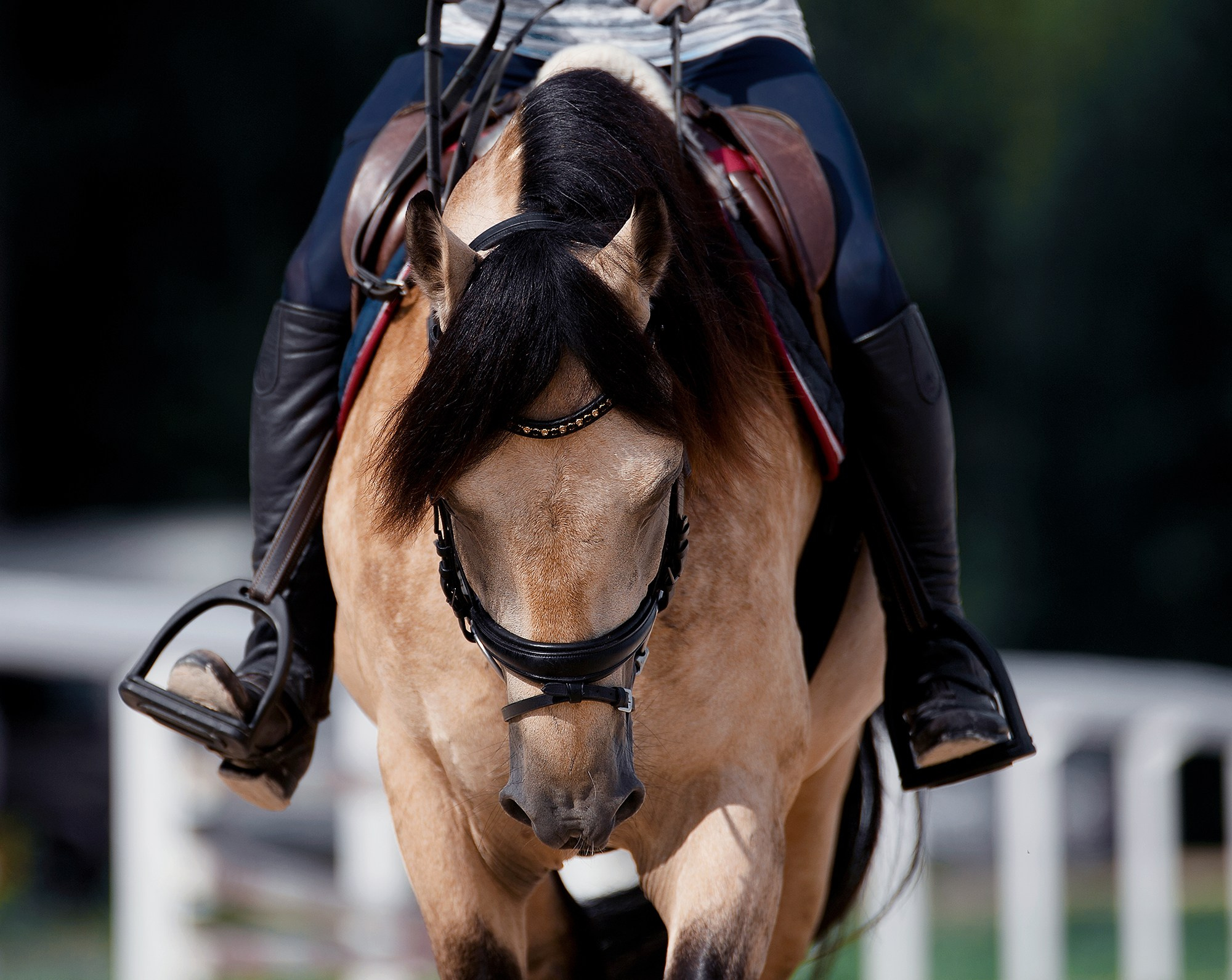 Тренировки. Конный фотограф Alesya Safe