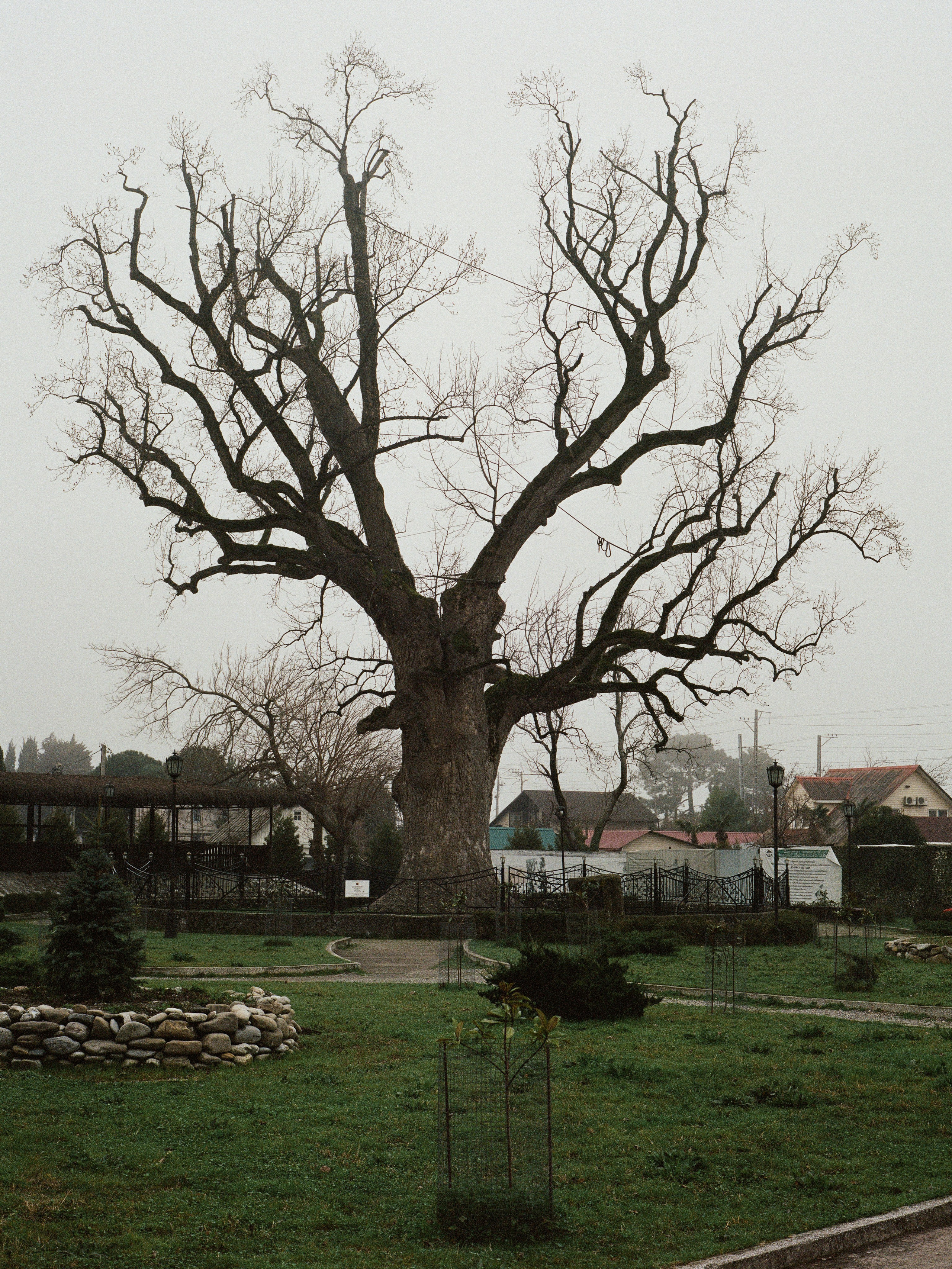 Тюльпановое дерево, Головинка, Лазаревский район