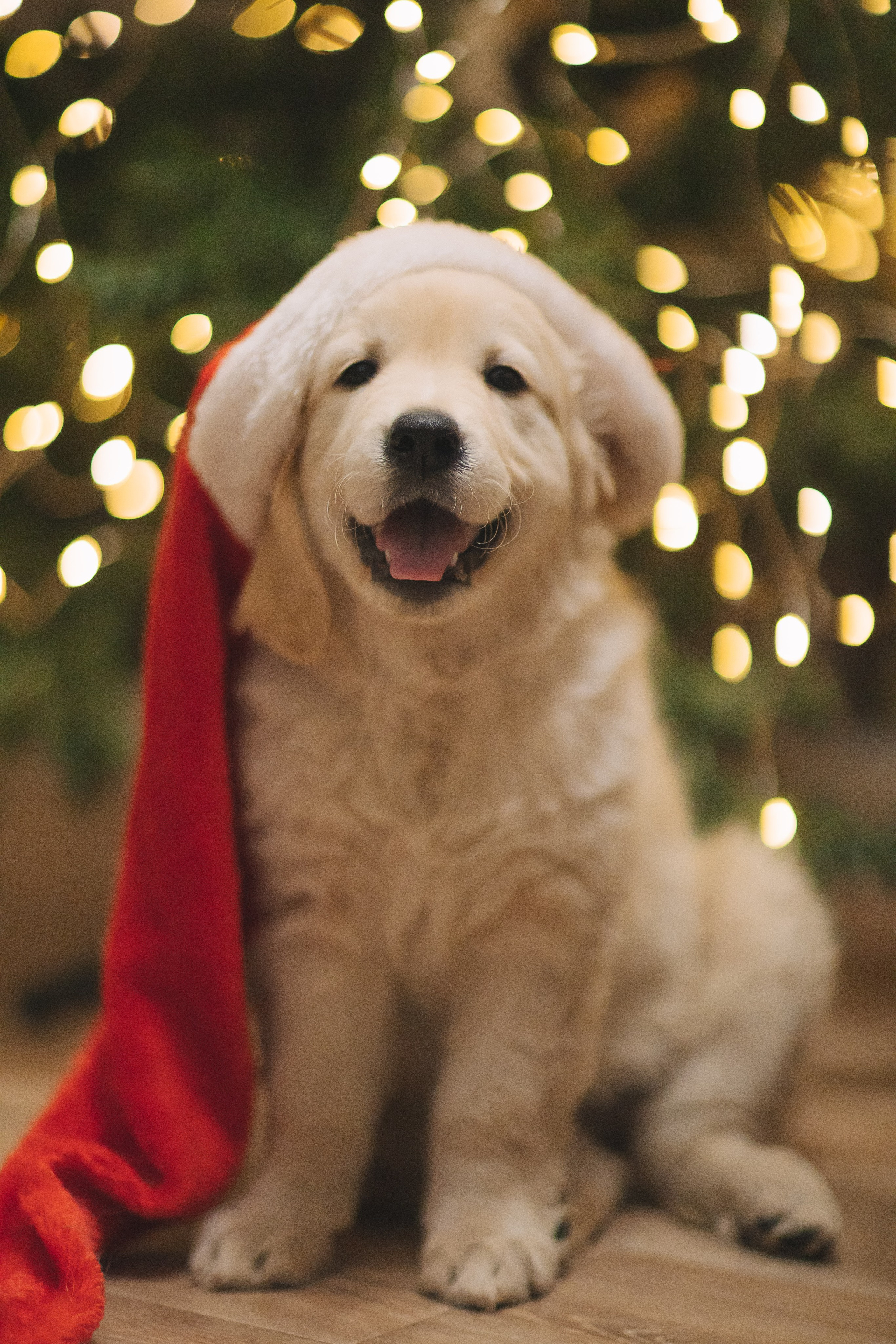 Снежик и Веста, НГ. Свадебный и женский фотограф