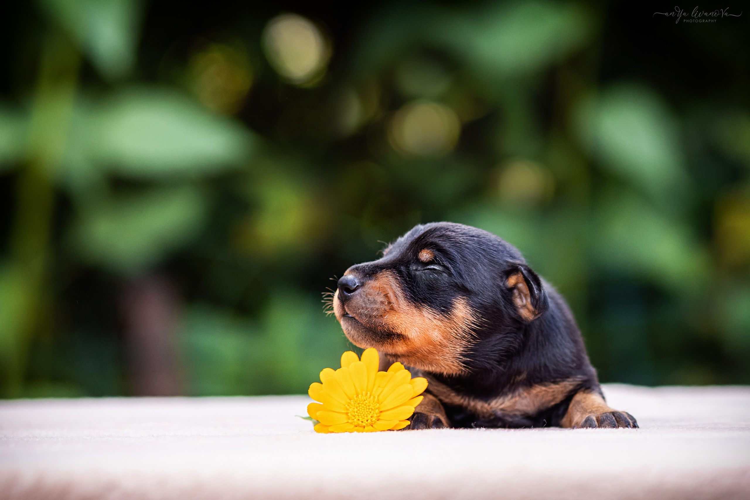 Малыши пинчеры. Фотограф анималист Аня Ливанова | Рыбинск
