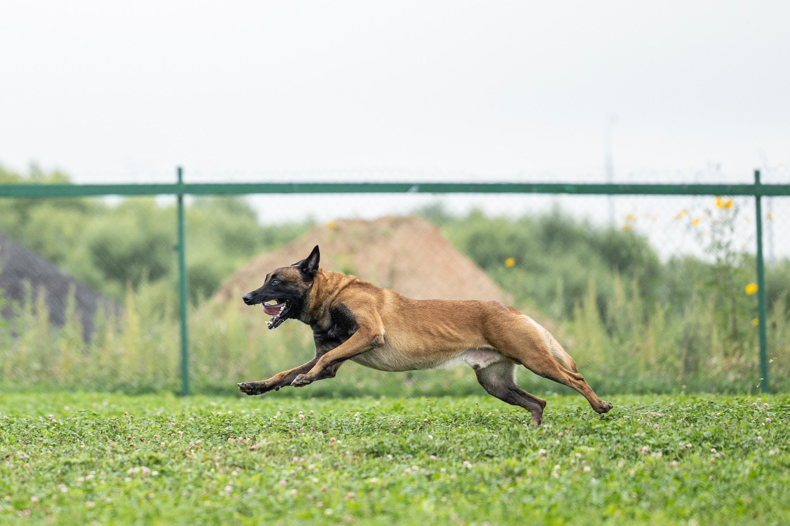 Соревнования по Мондьорингу г. Вологда 10-11.08.2024. Фотограф-анималист Анна Маринич