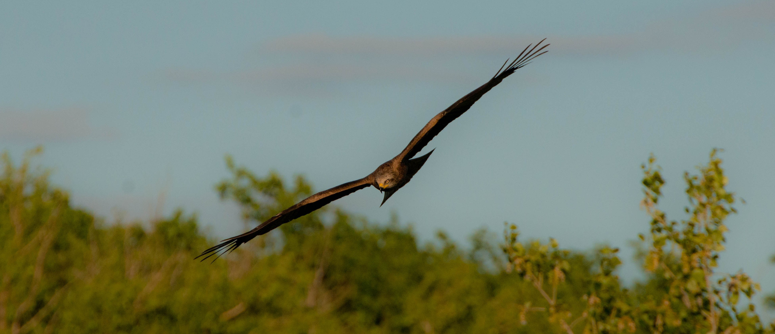 Анималистика. Фотограф в Москве — Георгий Чернышов
