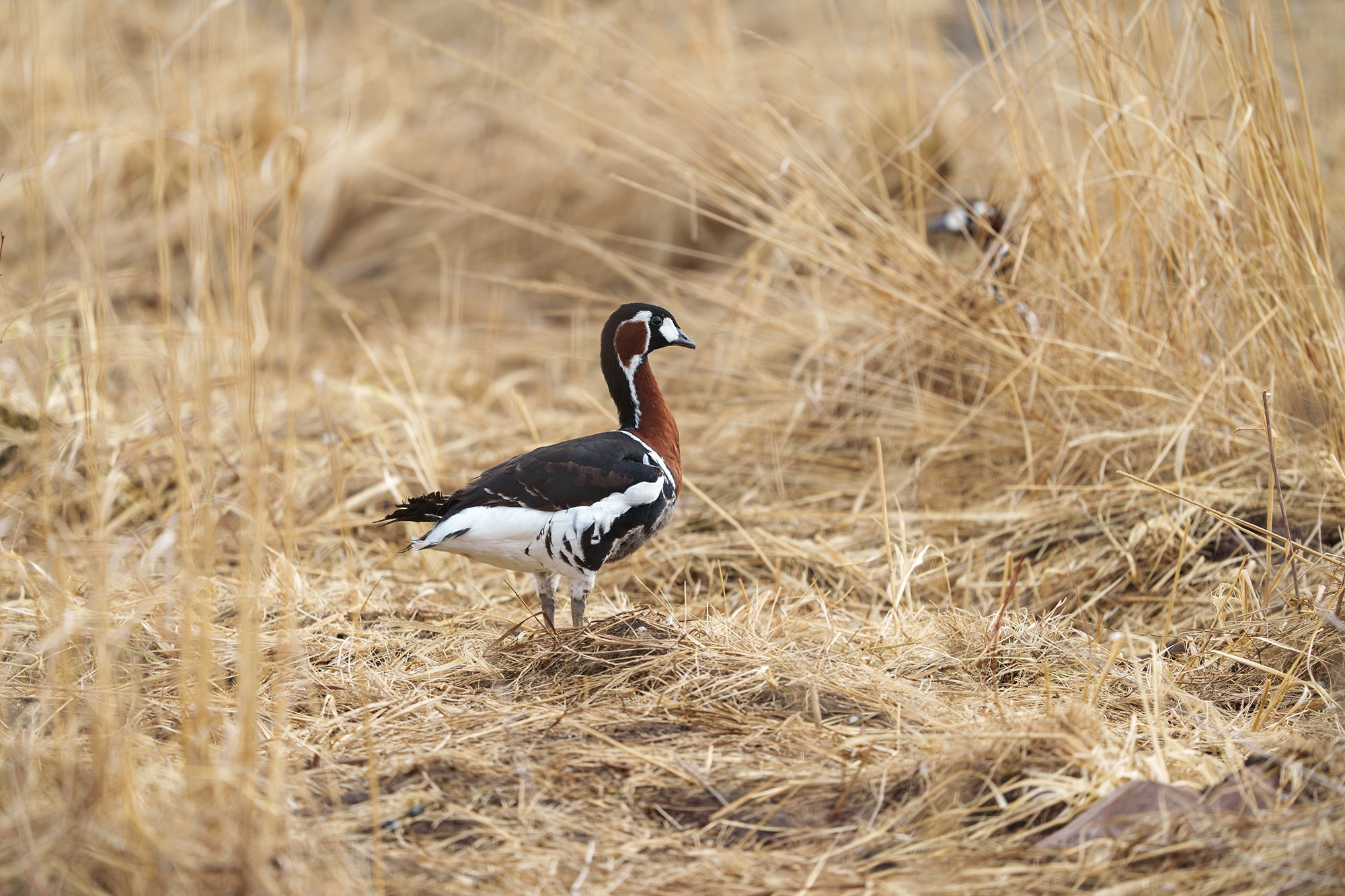 Удивительные мир птиц. Вокруг нас столько прекрасного — присмотритесь!. Ваш личный фотограф Марина Волкова