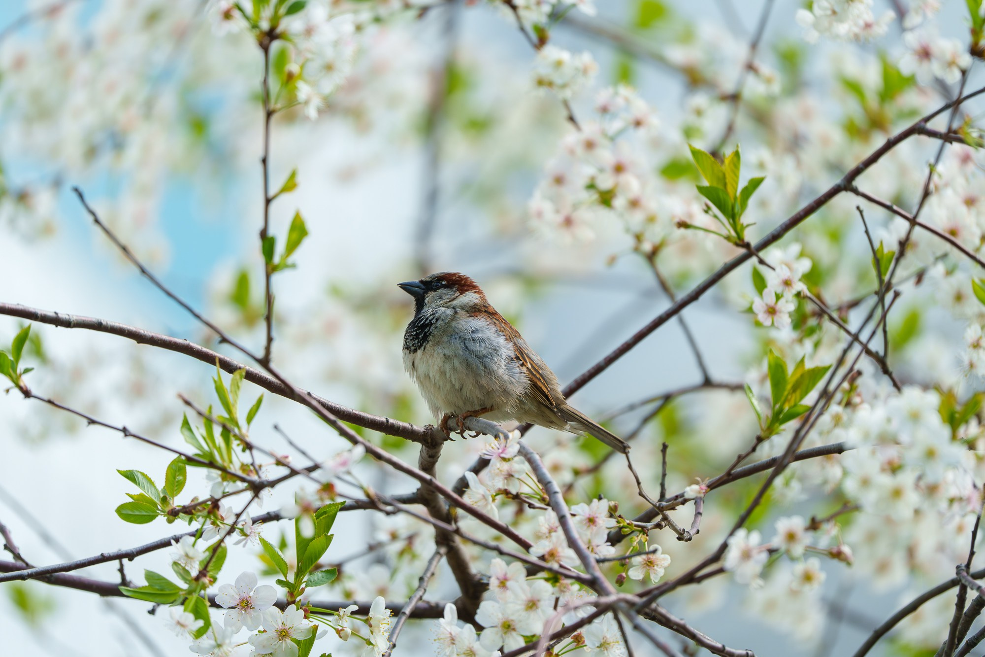Удивительные мир птиц. Вокруг нас столько прекрасного — присмотритесь!. Ваш личный фотограф Марина Волкова