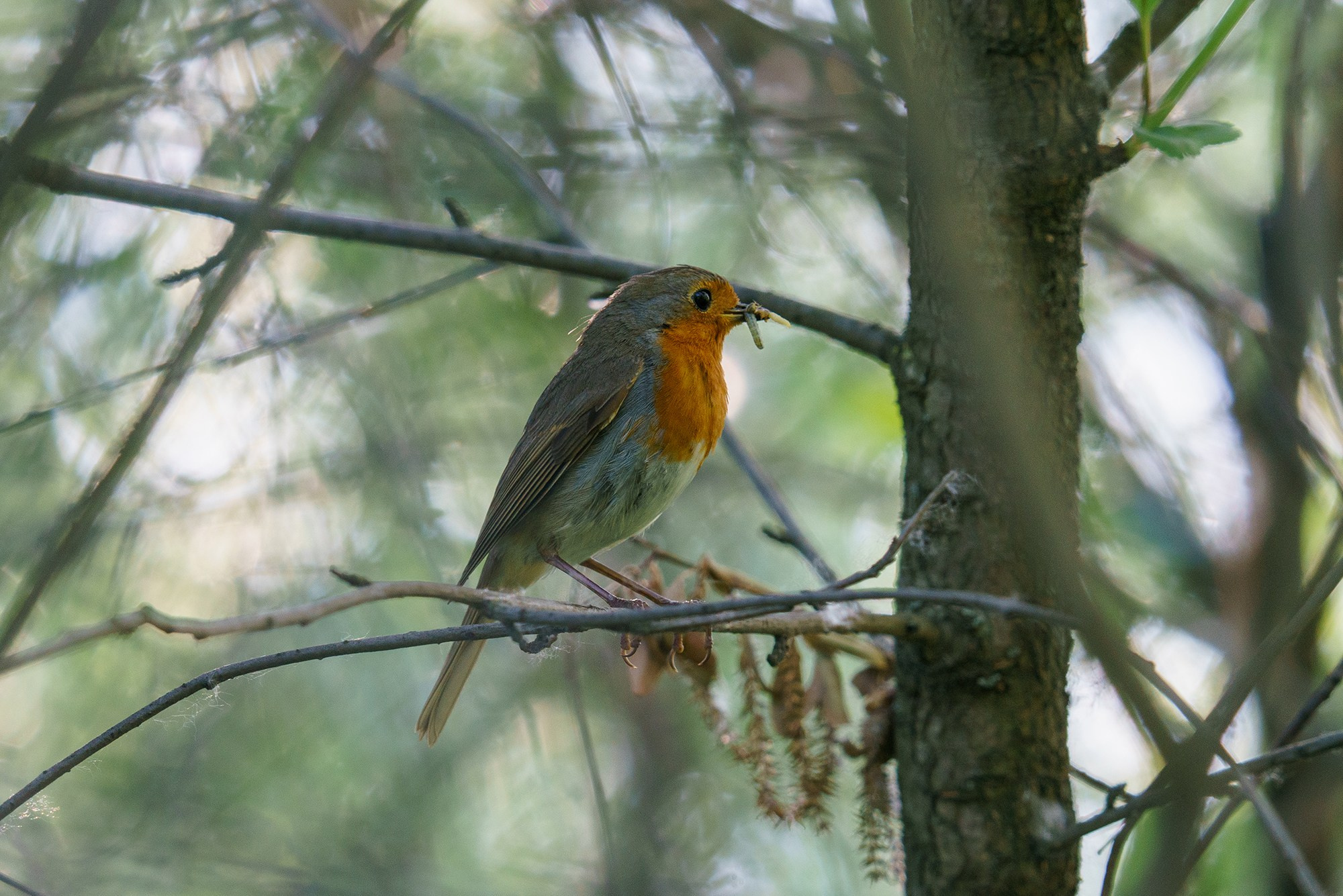 Удивительные мир птиц. Вокруг нас столько прекрасного — присмотритесь!. Ваш личный фотограф Марина Волкова