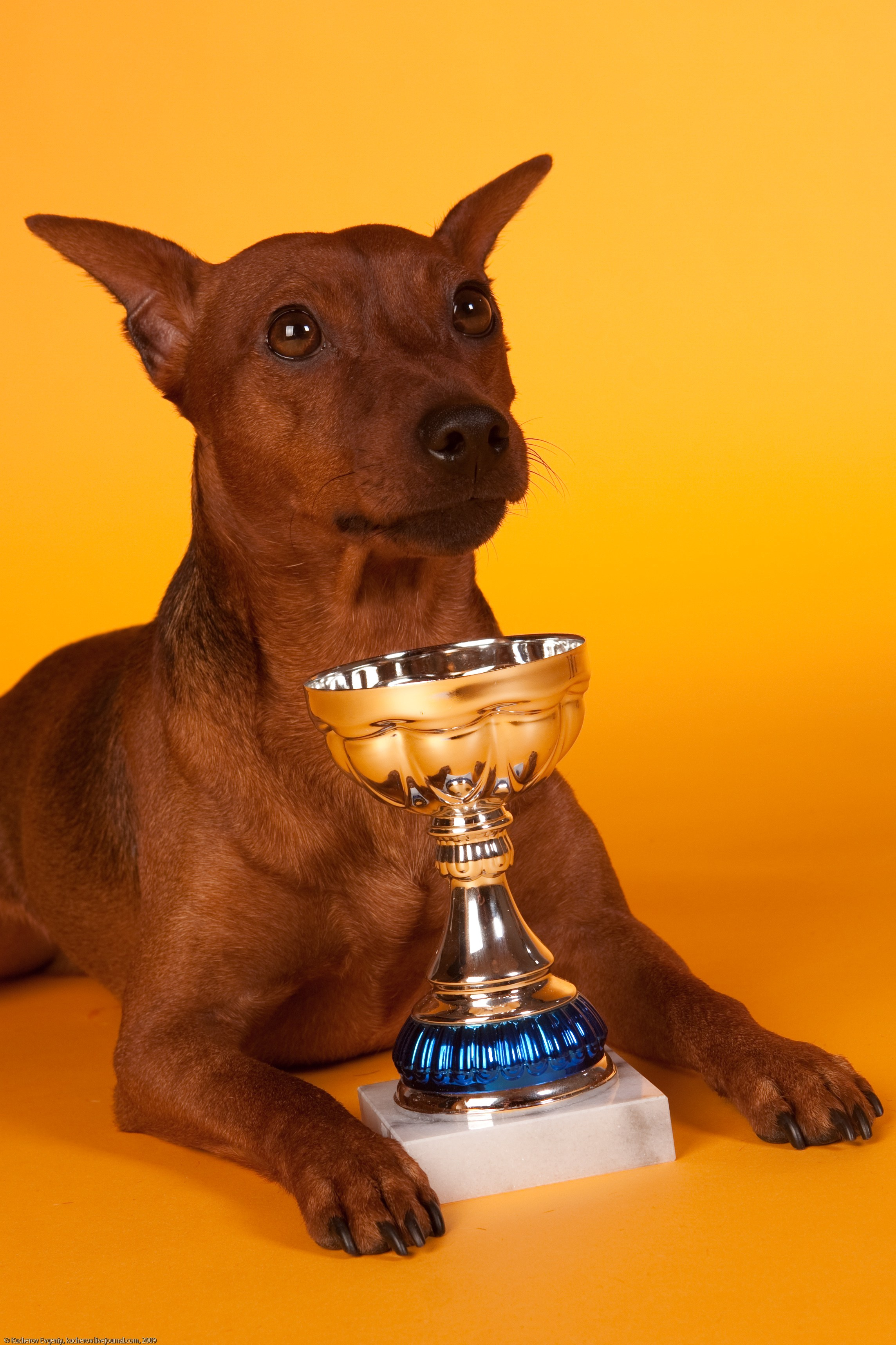 Собачки в студии. Кучеров Евгений. Фотограф