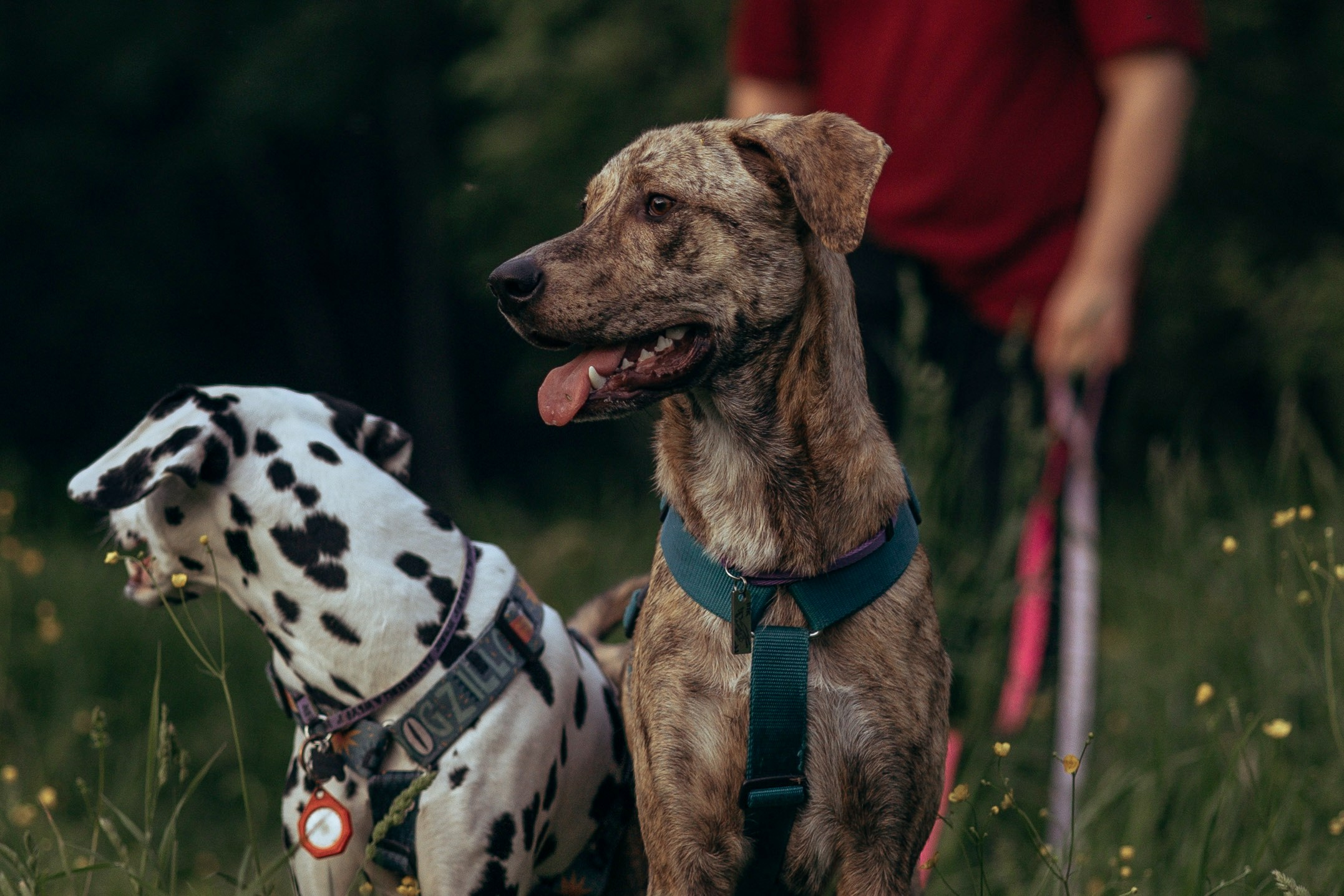 Съемка с собакой. Анастасия Белаш