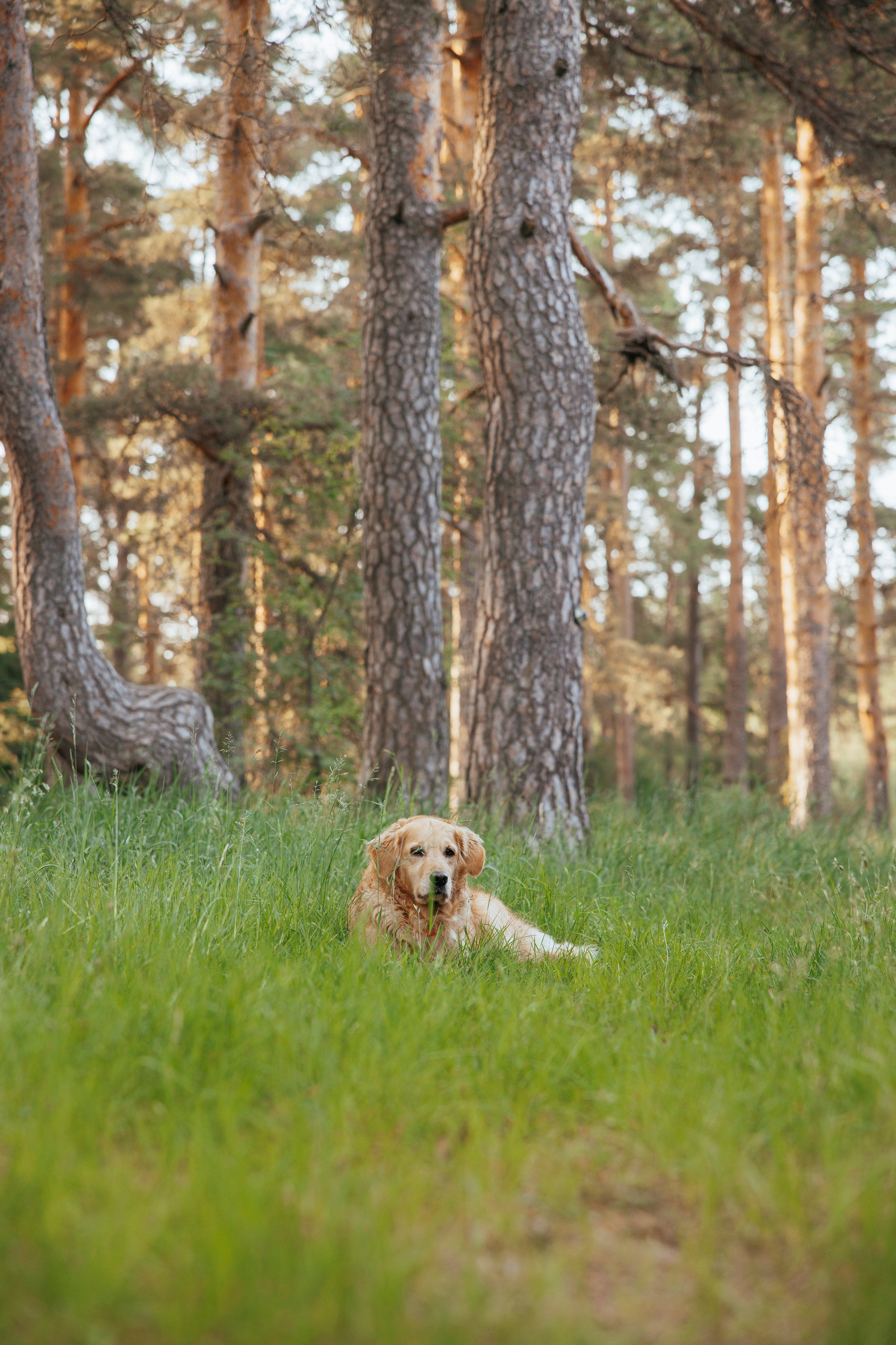Съемка с собакой. Анастасия Белаш
