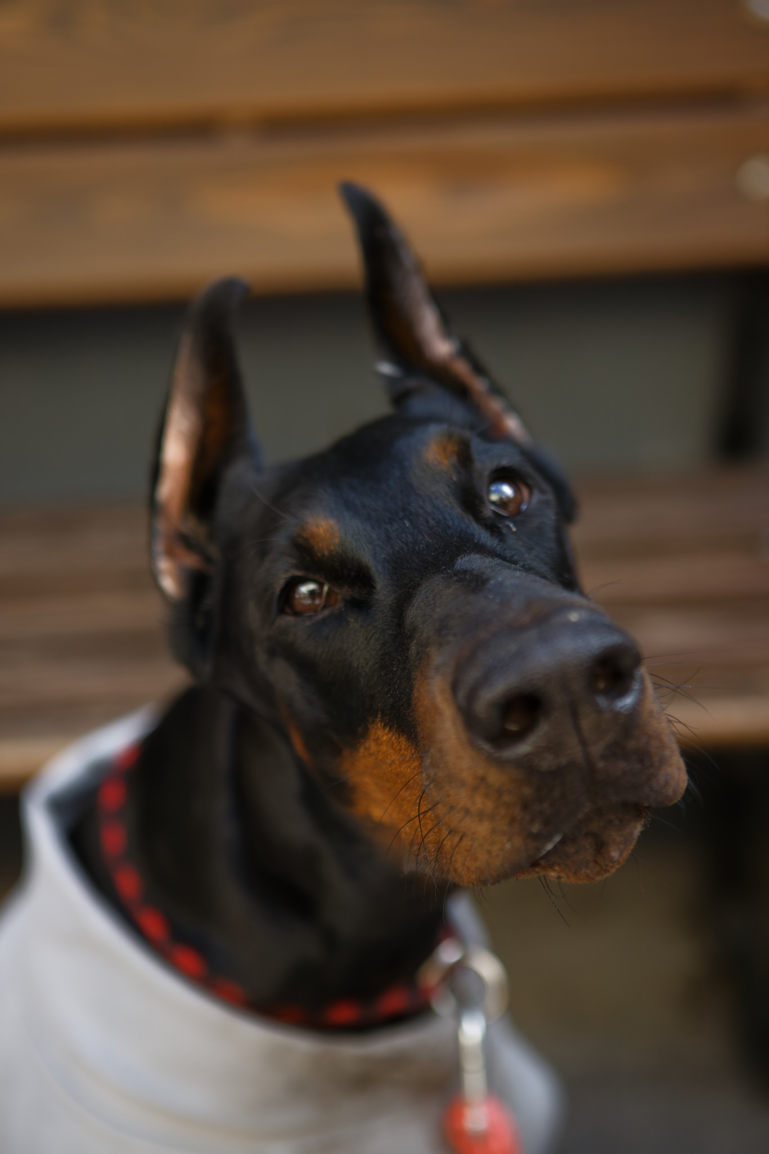 Вечеринка для собак Oh my dog 20.07.2025. Репортажный и спортивный фотограф в г. Пермь Зильберг Павел