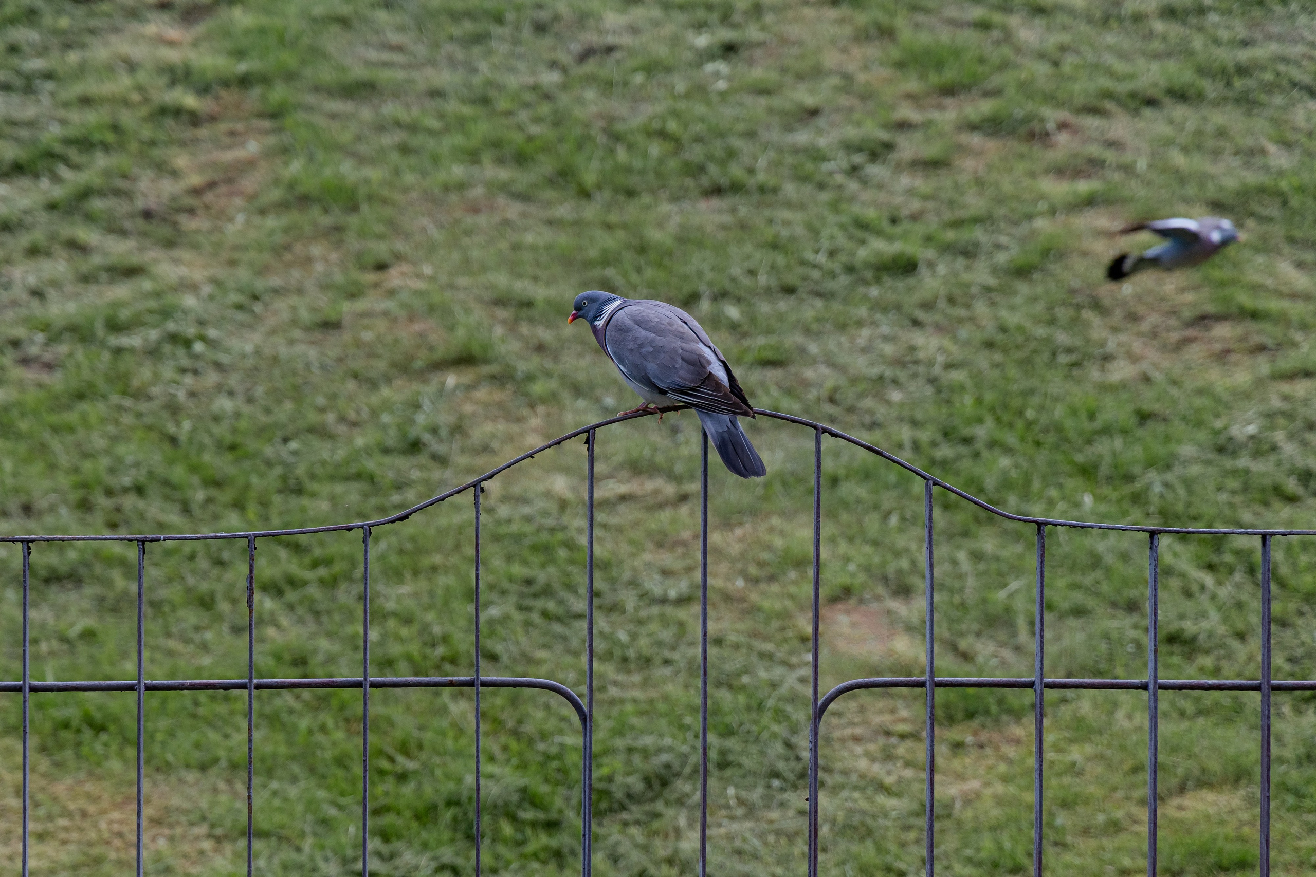 Школьный выпускной 2025 год в Минске, Беларуси. Свадебный фотограф в Минске/Беларуси Сергей Спиридонов