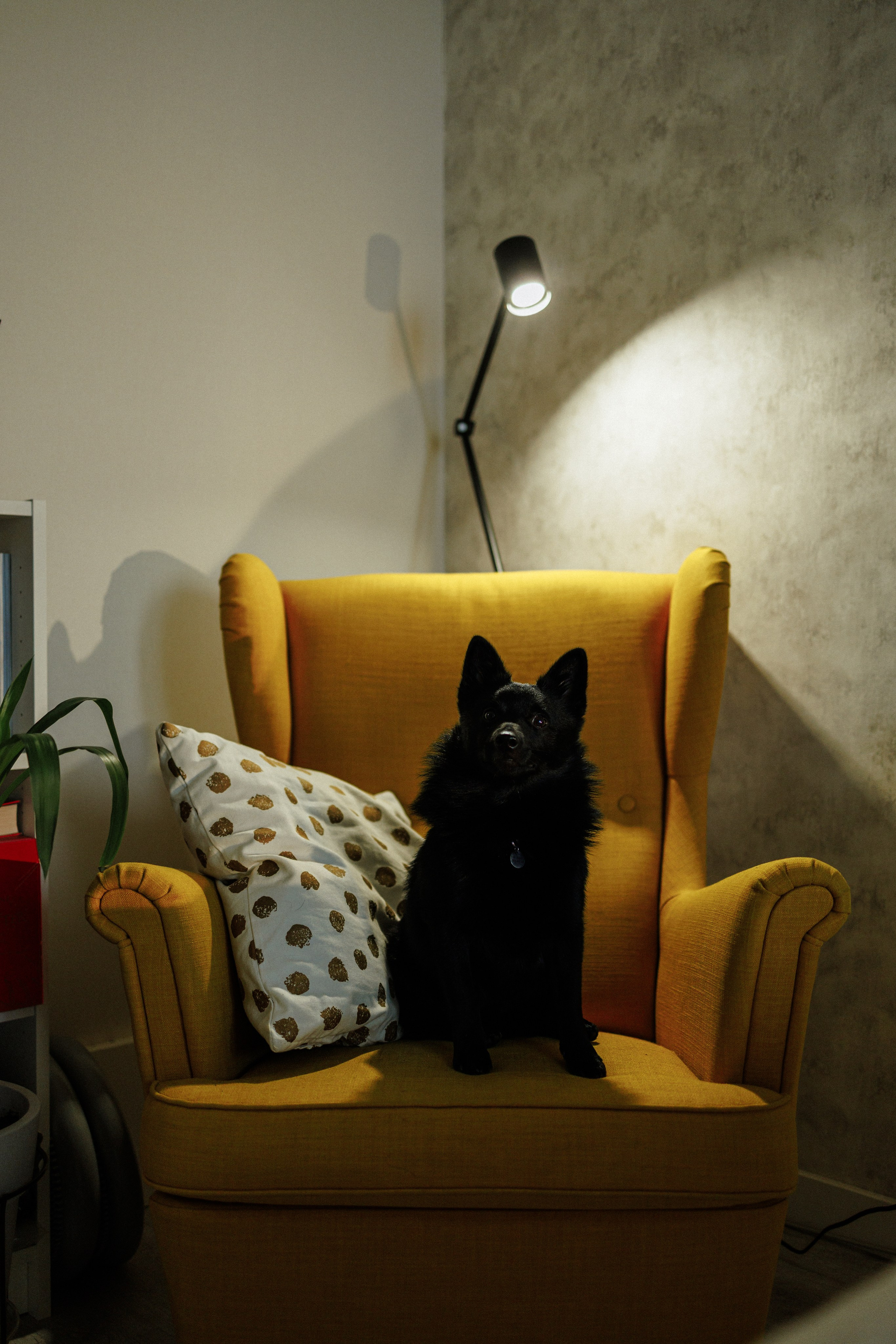 Юлия и Кит. Фотограф в Санкт-Петербурге Алёна Губинская