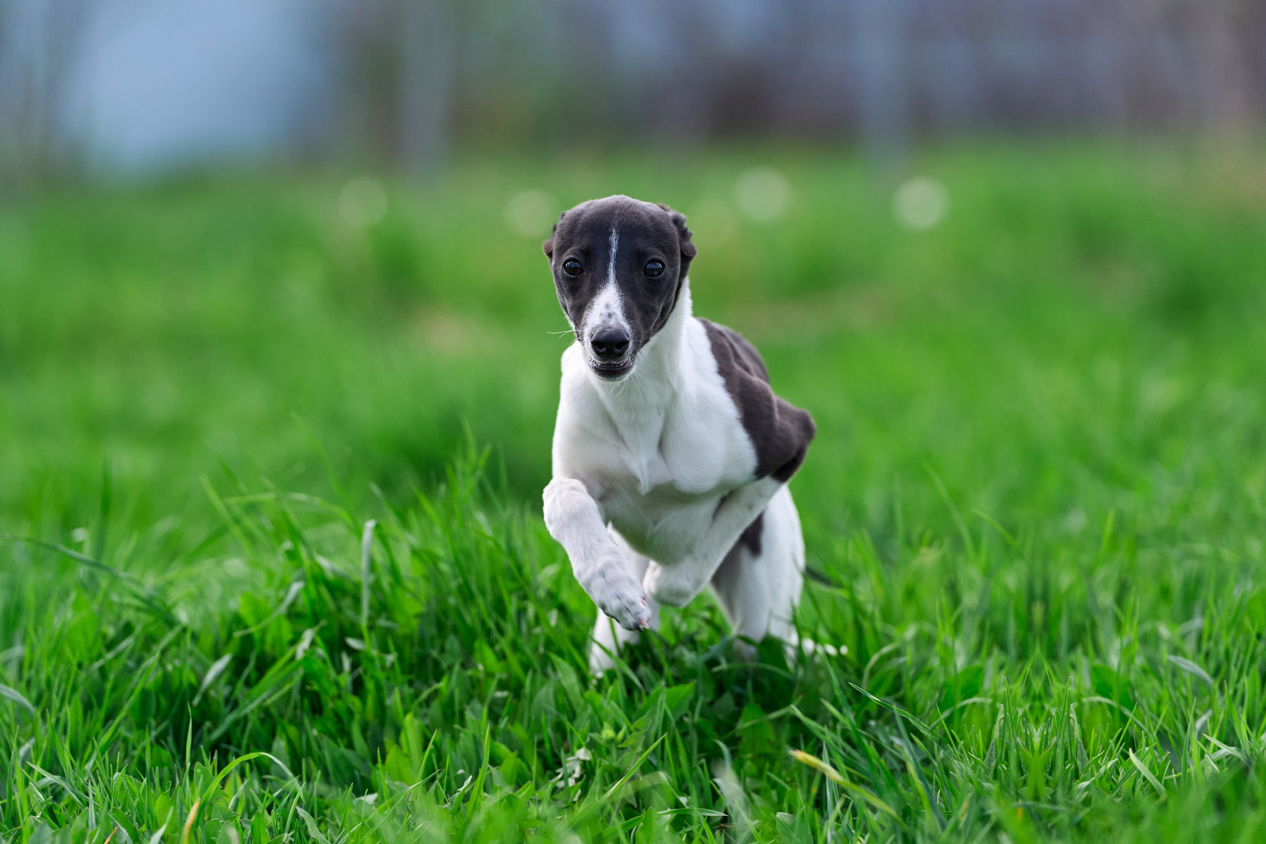 Фотосессии. Фотограф-анималист Михаил Манухин