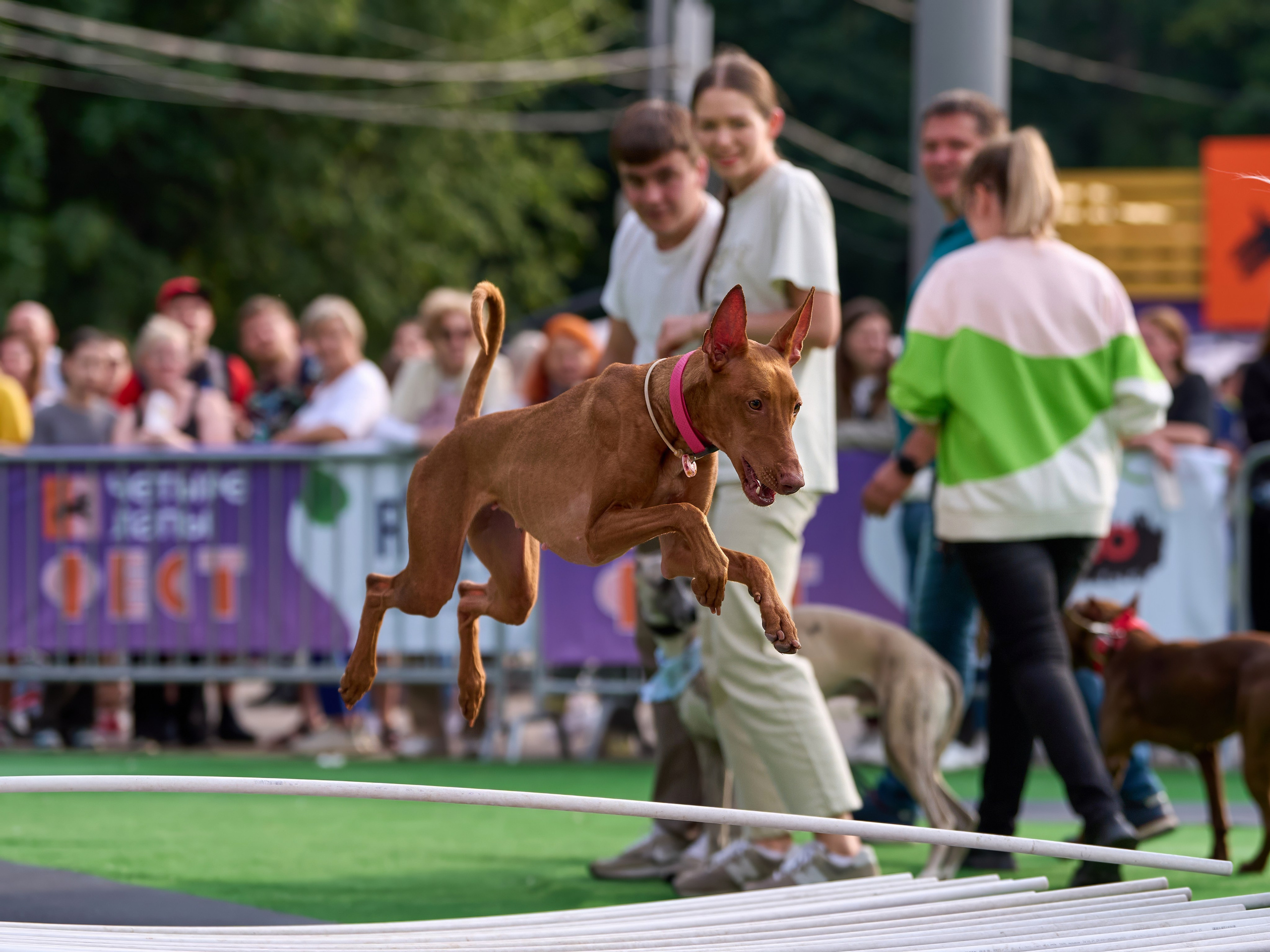 4 лапы Фест. Многоборье. Фотограф-анималист Михаил Манухин