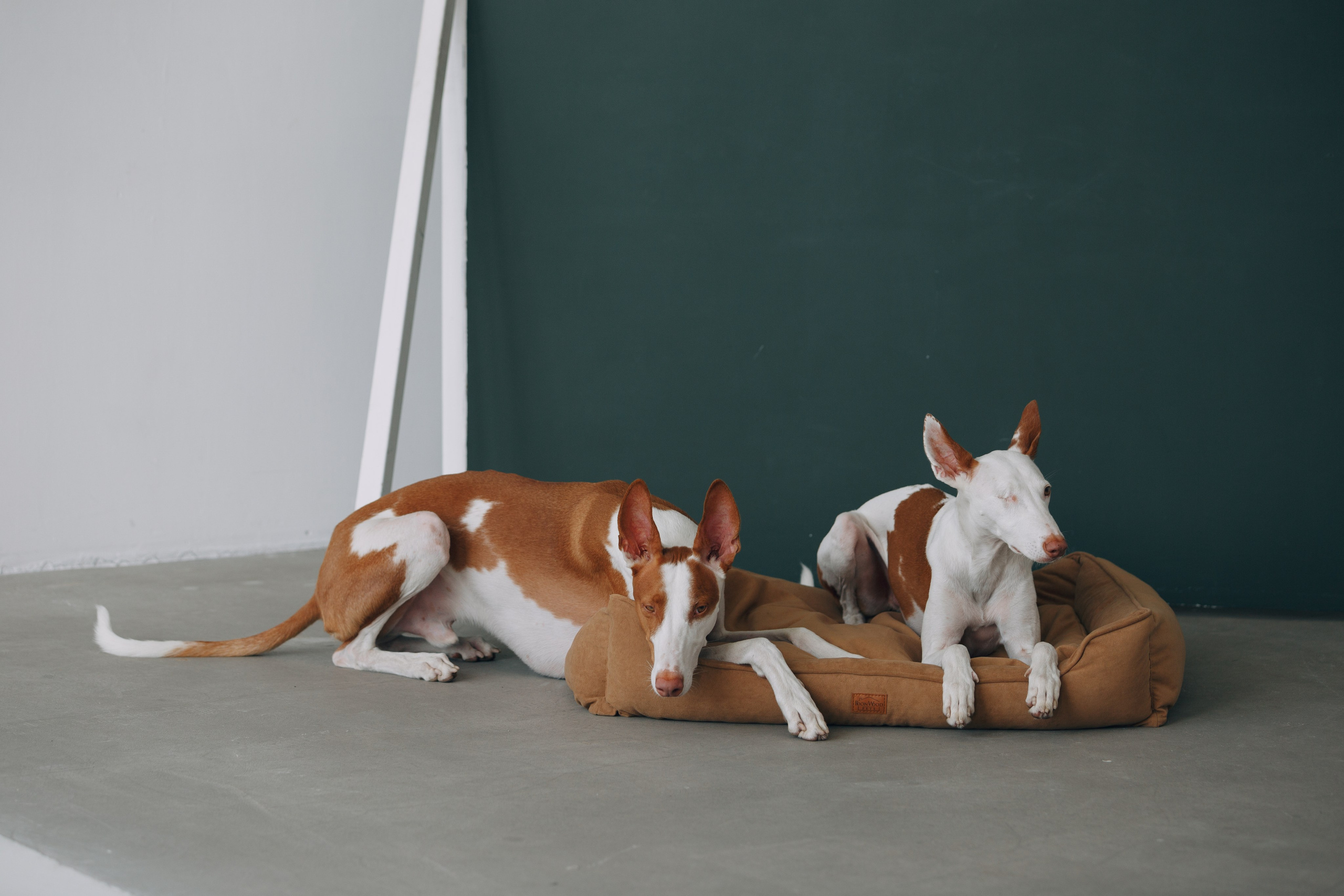 Boonwood Pets лежанки для животных. Фотограф анималист Кристина Карпова, Москва