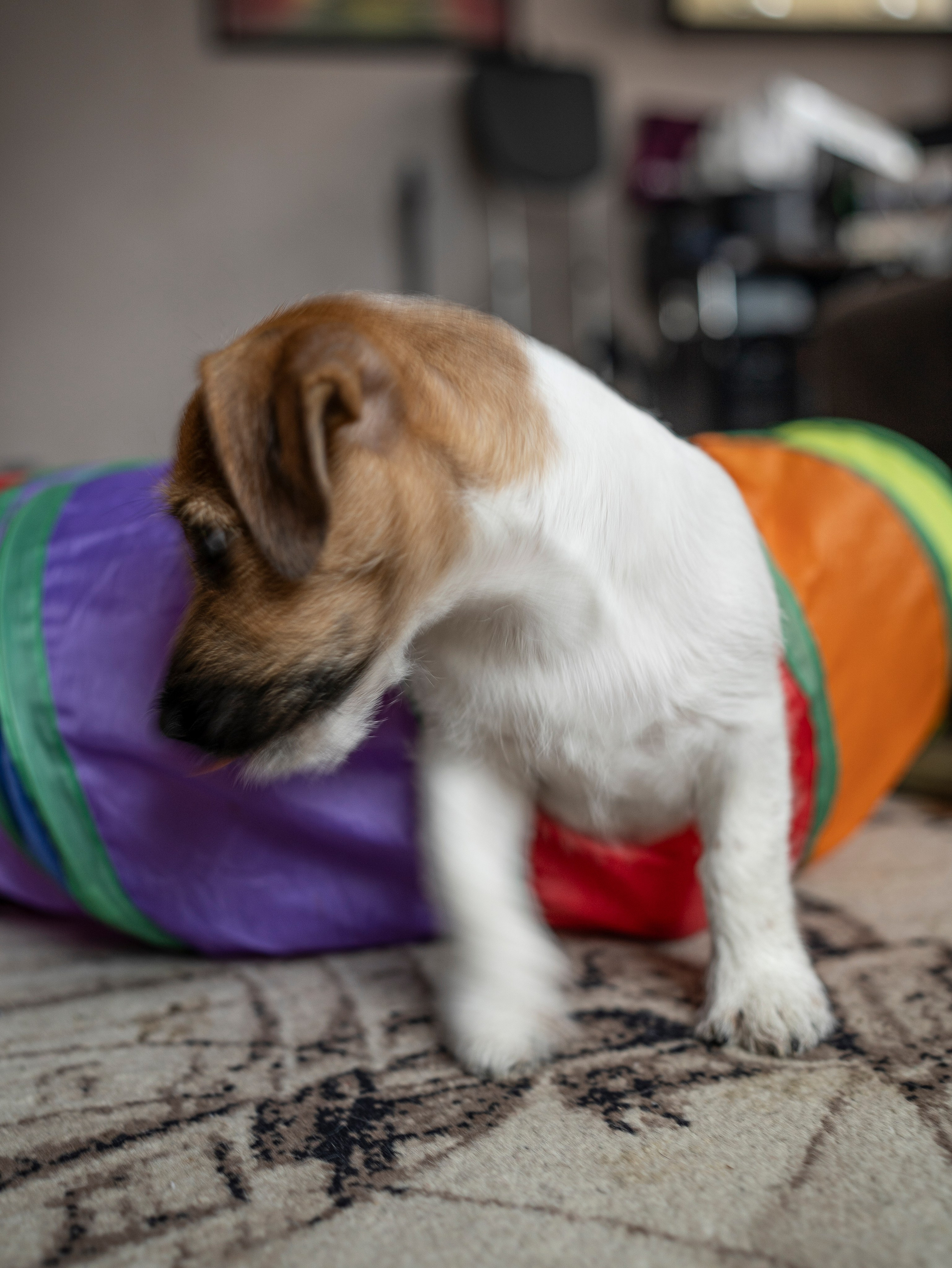 Ляля и Бандит Питомцы. Свадебный и Женский фотограф в г. Кемерово