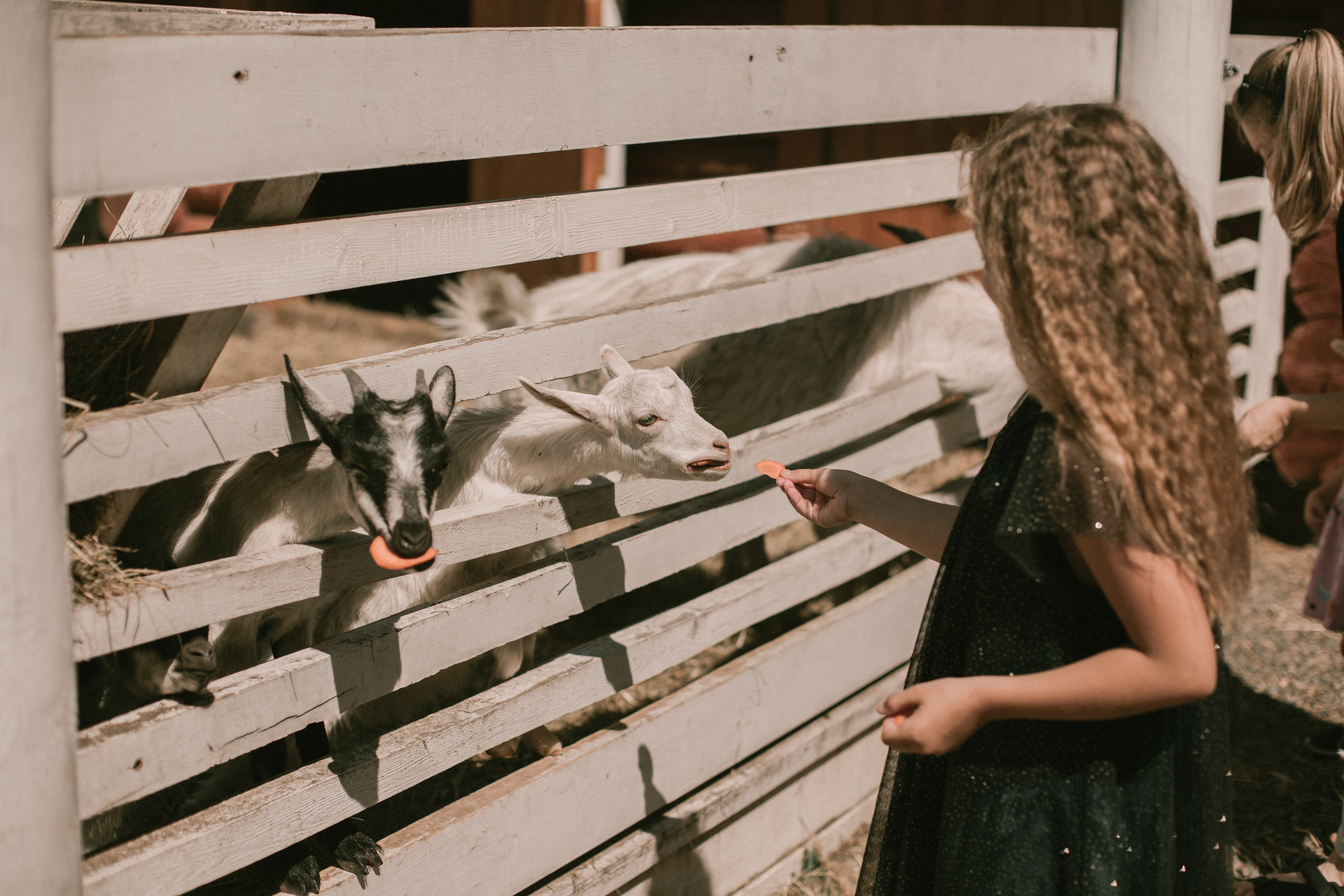 Zoo: Контактный зоопарк или Матвею 3 года!. Фотограф