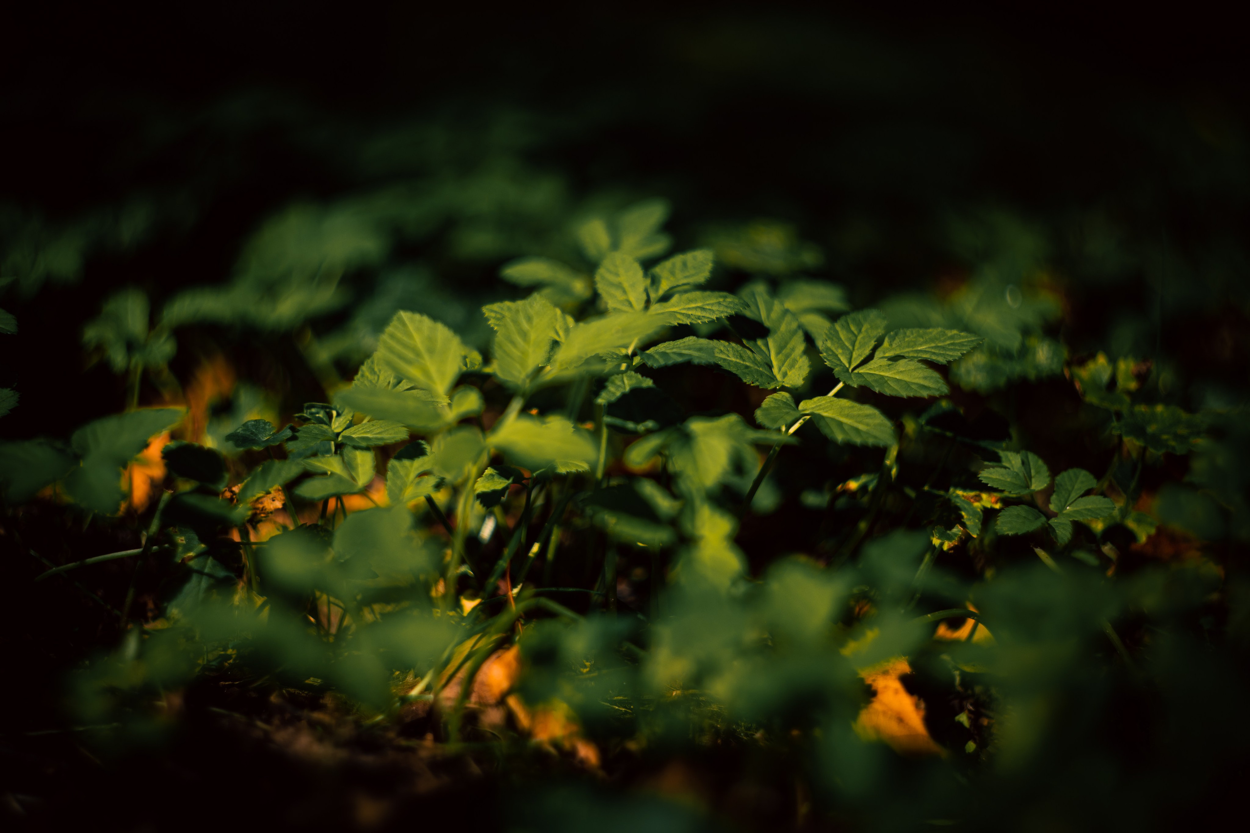 Сентябрь 2024. Efremovaphoto.ru