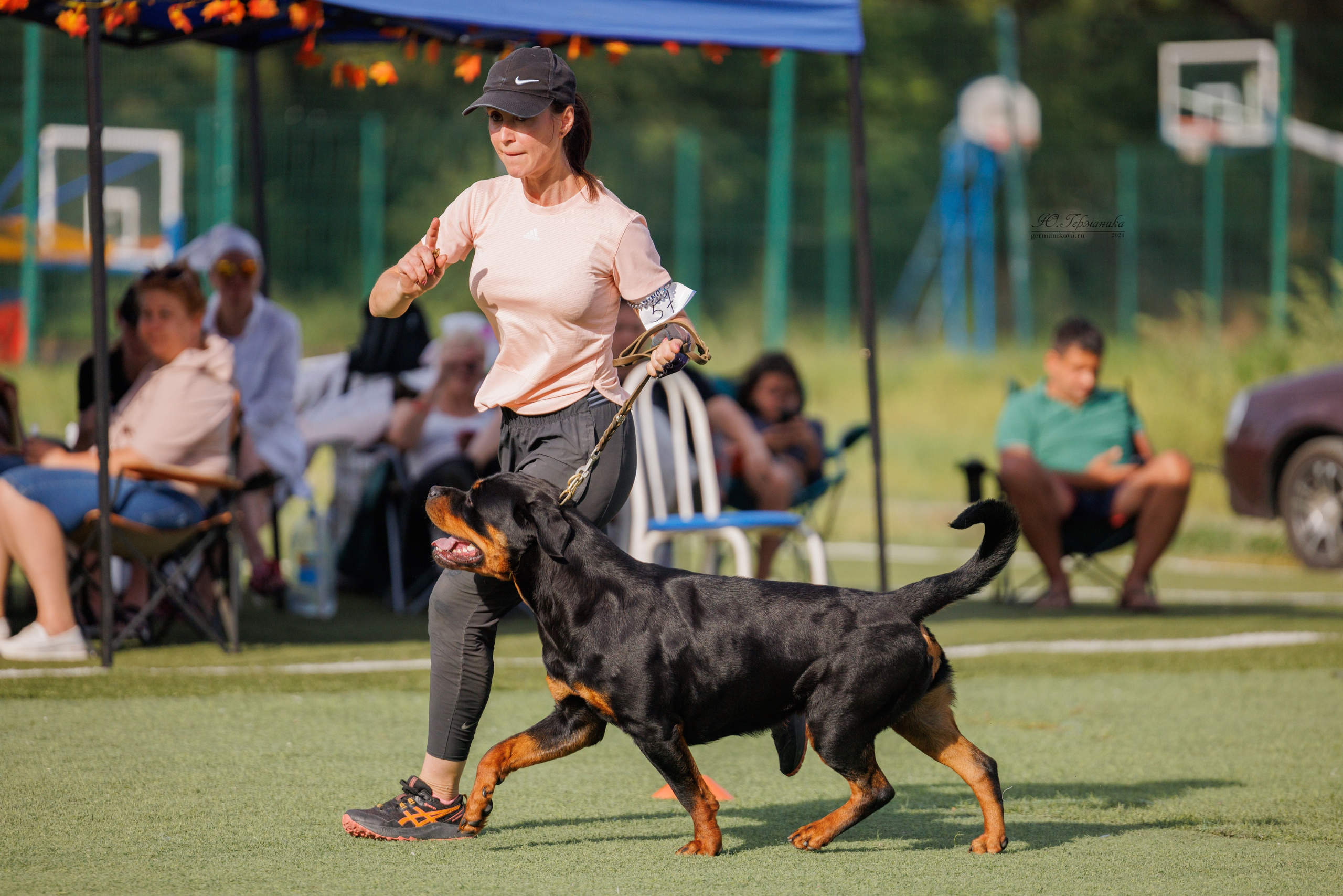 Анапа ротвейлеры 14-15.09.2024. Фотограф-анималист Юлия Германика