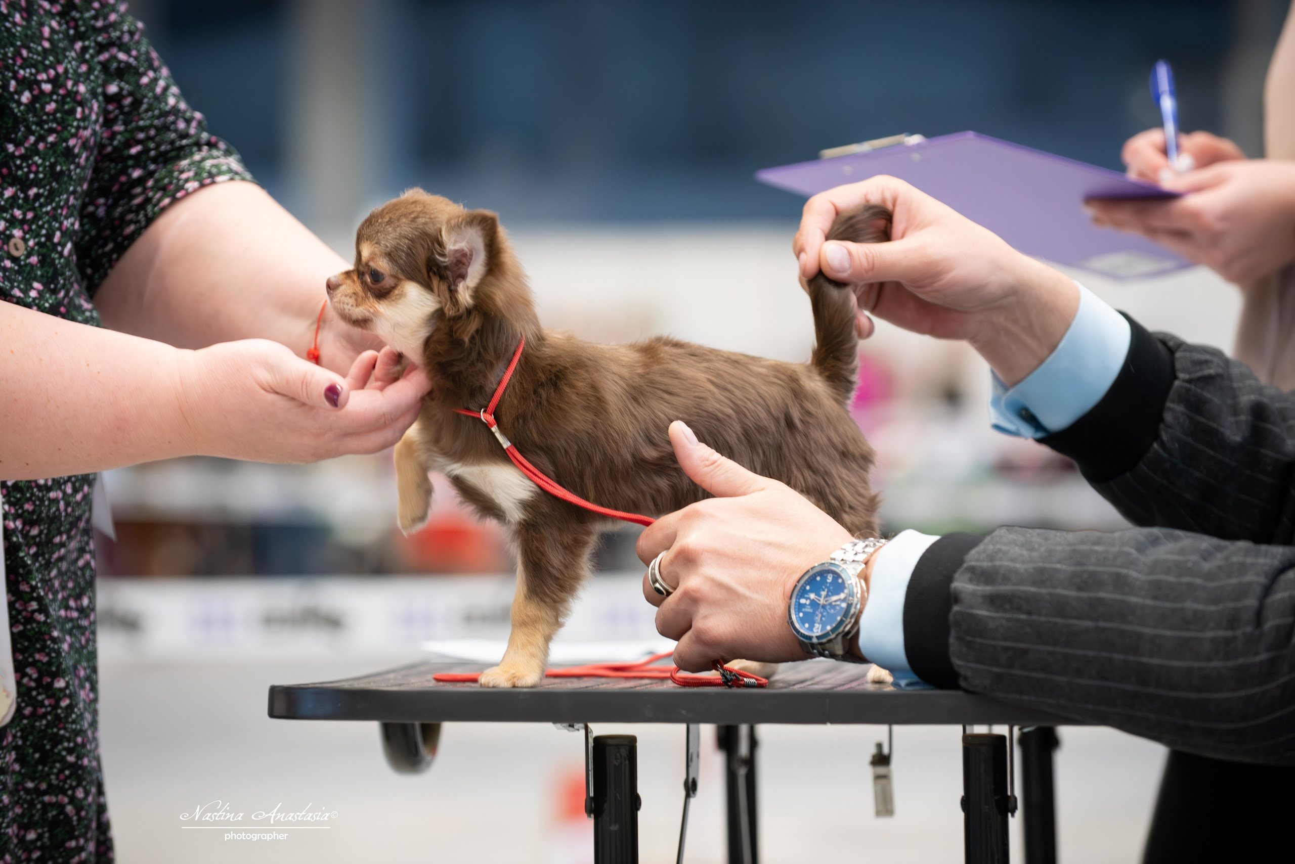 Выставки. Фотограф — Анималист