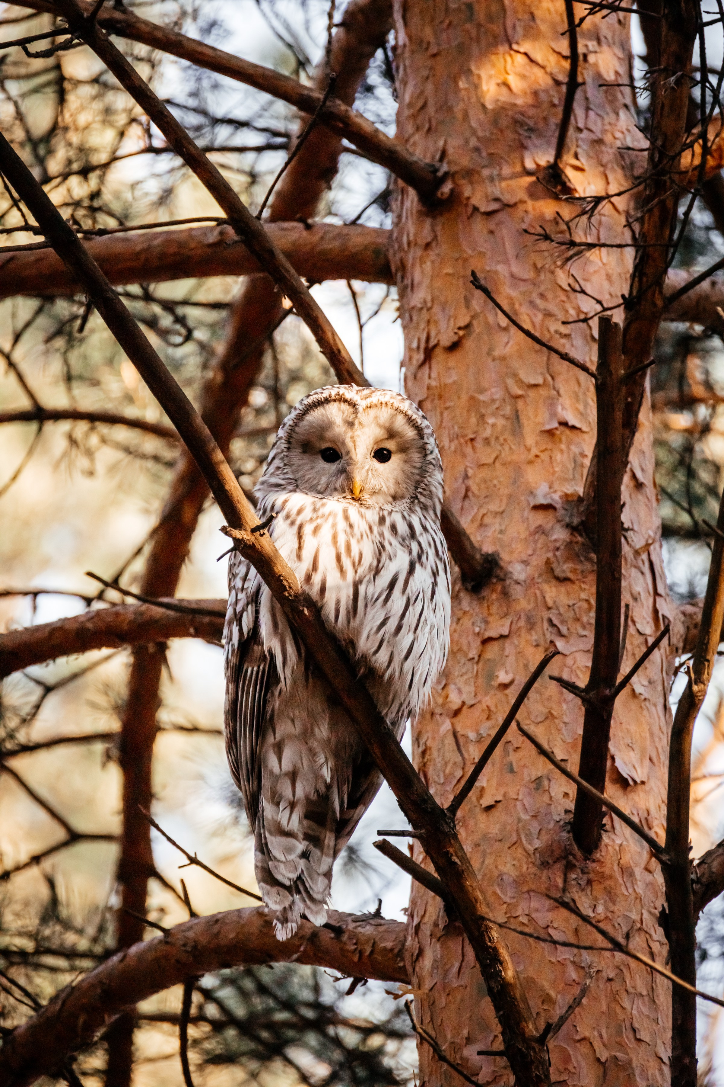 Совы. Фотограф в Красноярске Оксана Корчагина