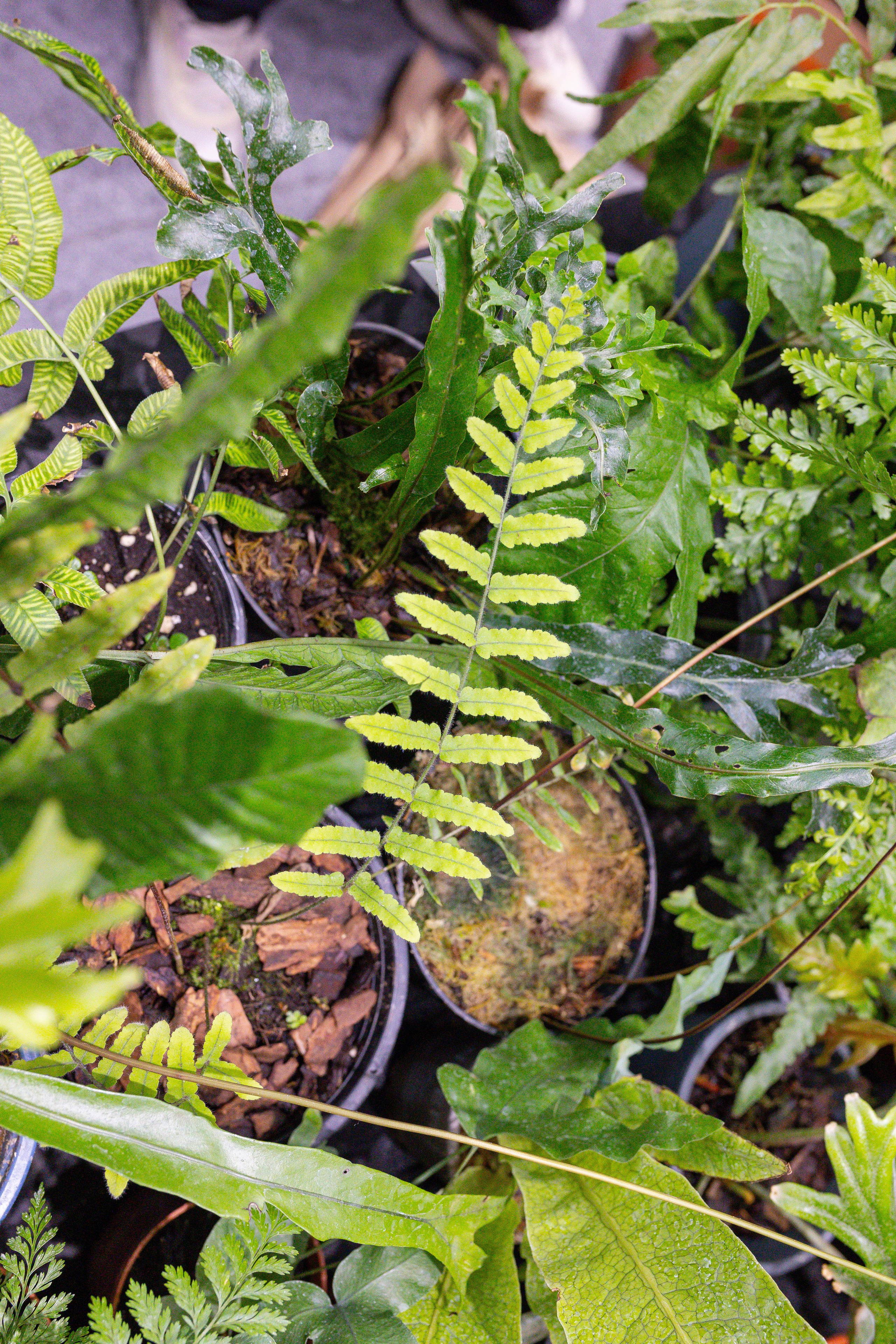 Монстериум 11–12 октября. Александра Куликова фотограф, Москва