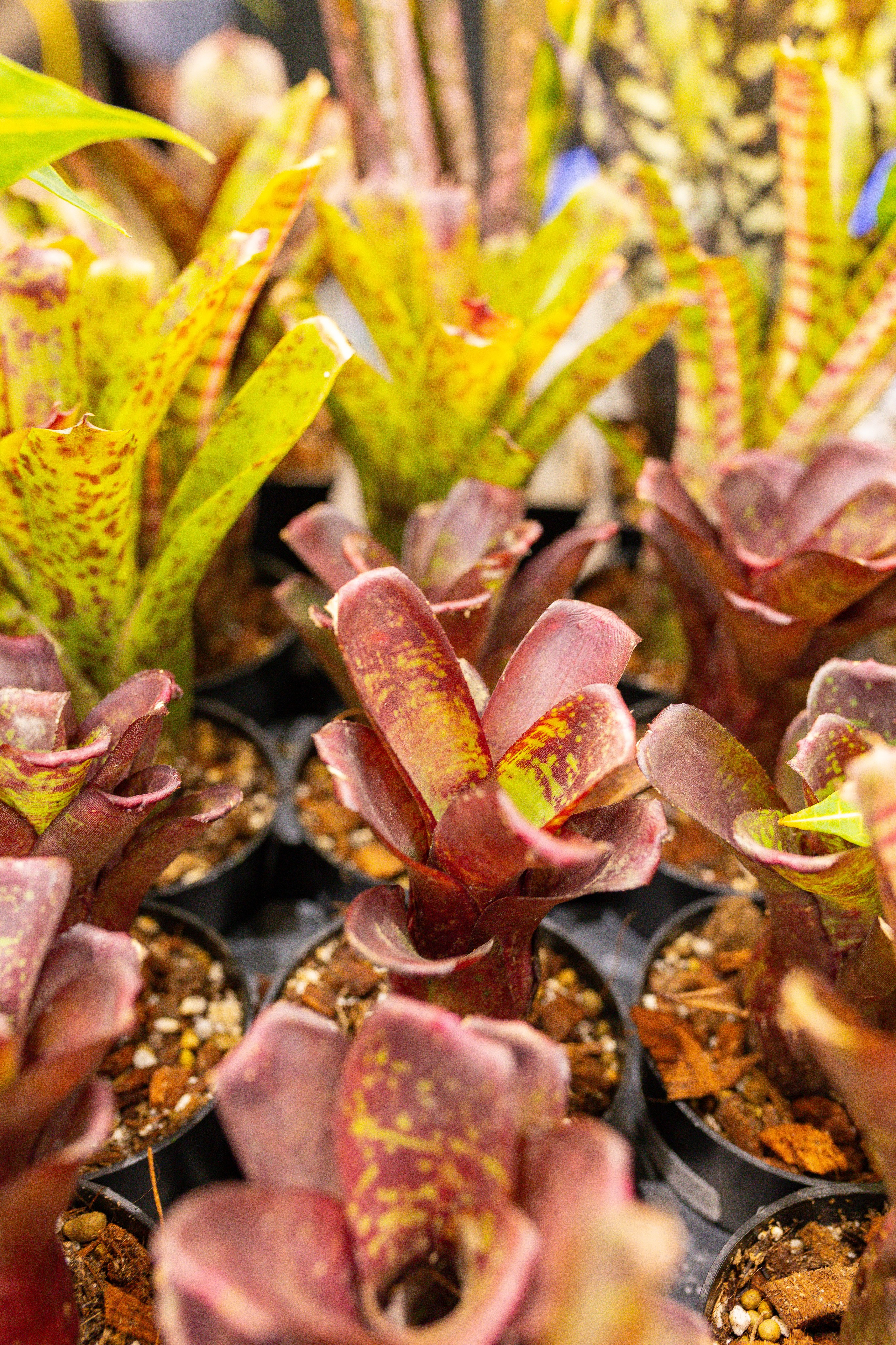 Орхидиум сентябрь 2025. Александра Куликова фотограф, Москва