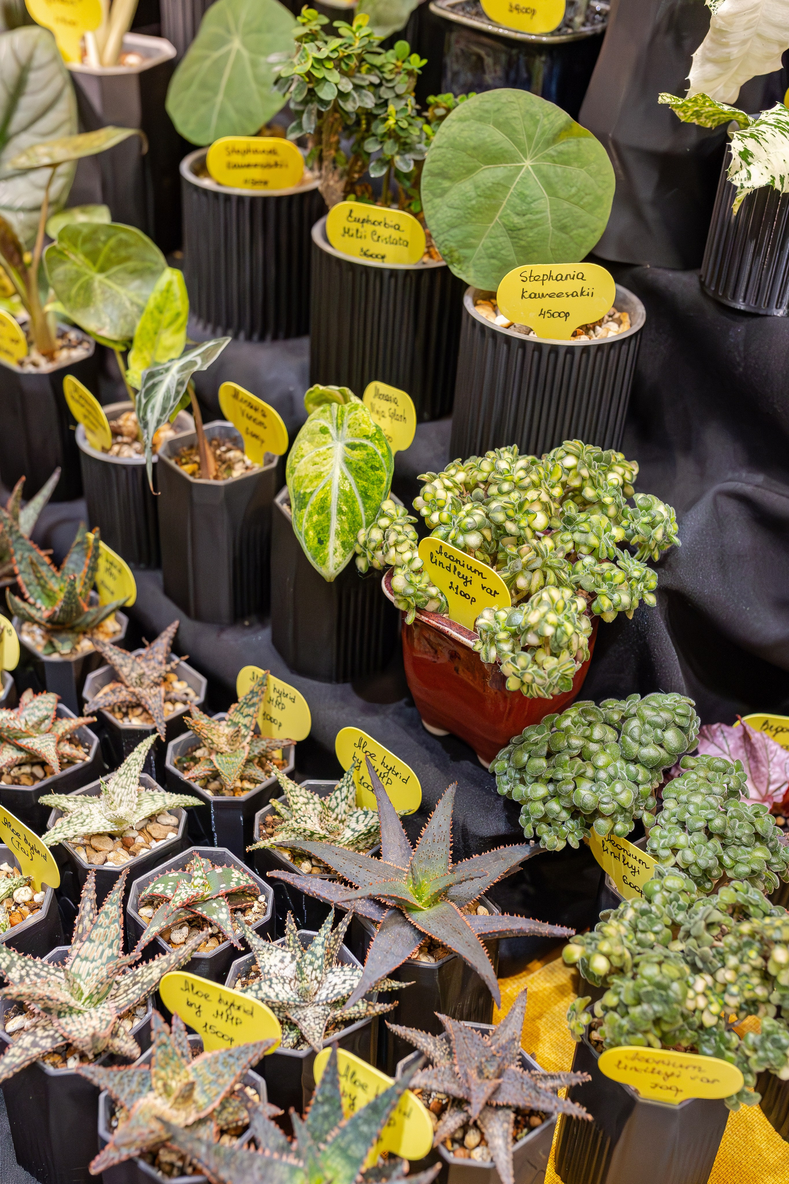 Монстериум апрель 2026. Александра Куликова фотограф, Москва