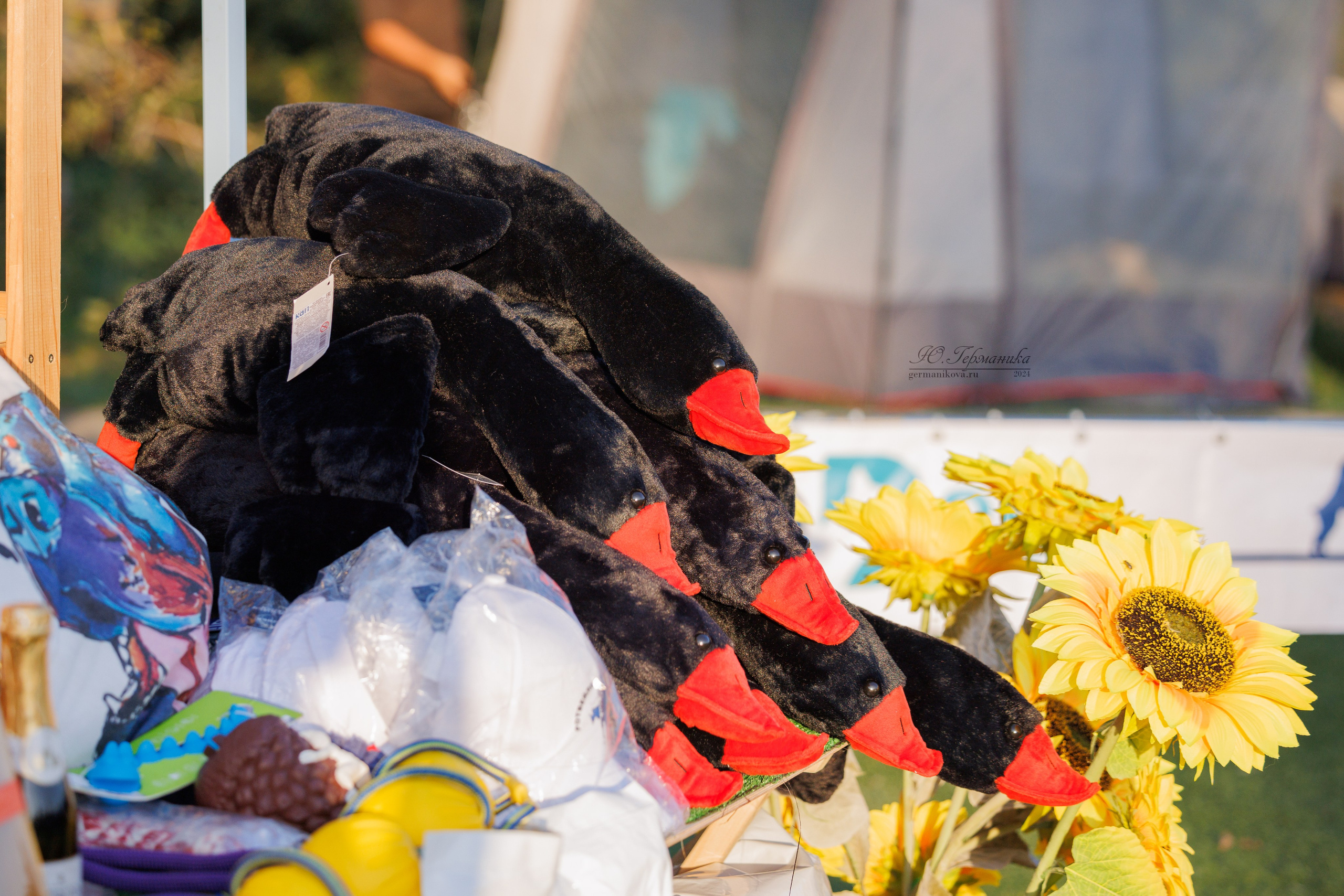 Анапа ротвейлеры 14-15.09.2024. Фотограф-анималист Юлия Германика