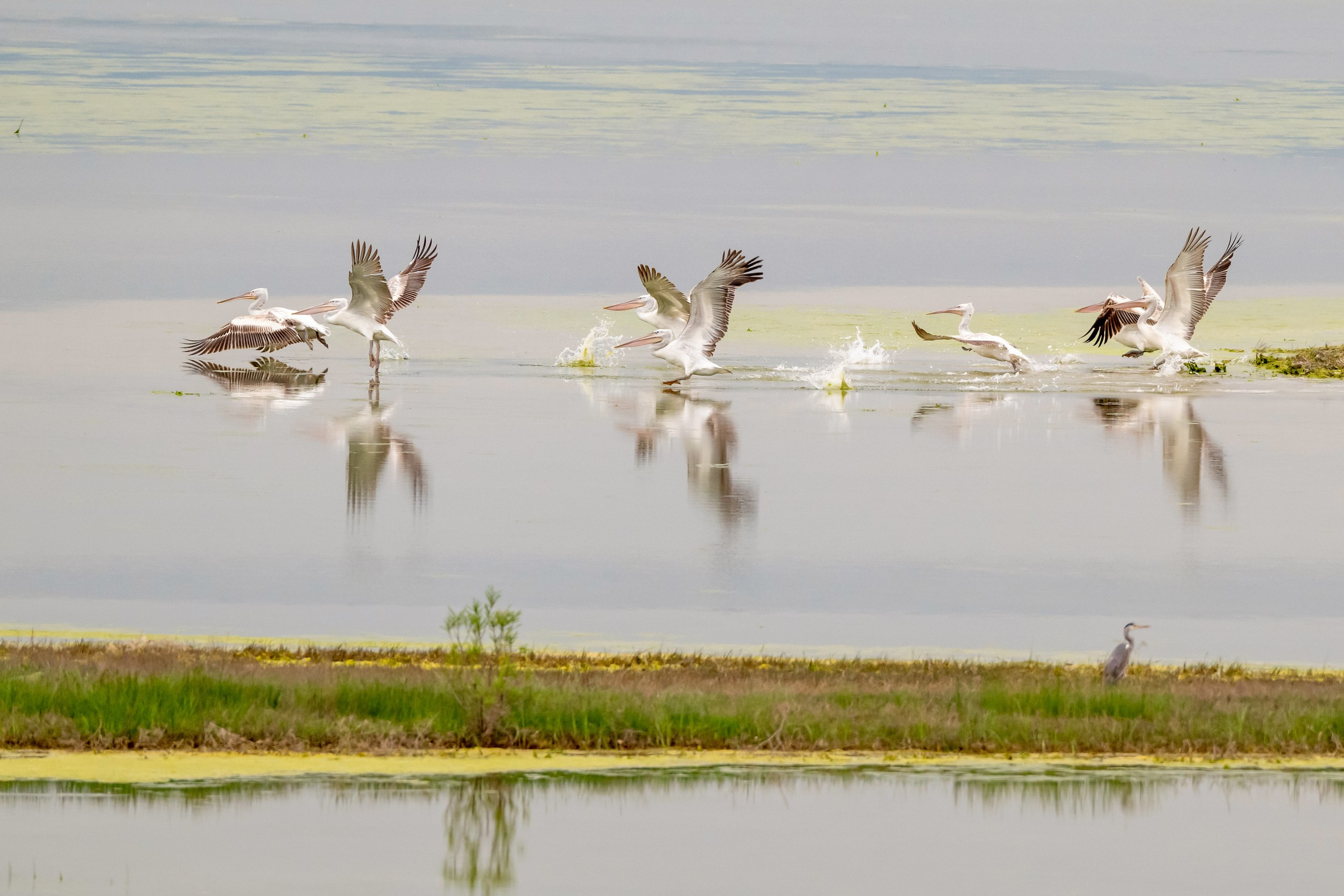 Пейзажный фотограф, Фотографии дикой природы. Foto-Zuev фотография как искусство