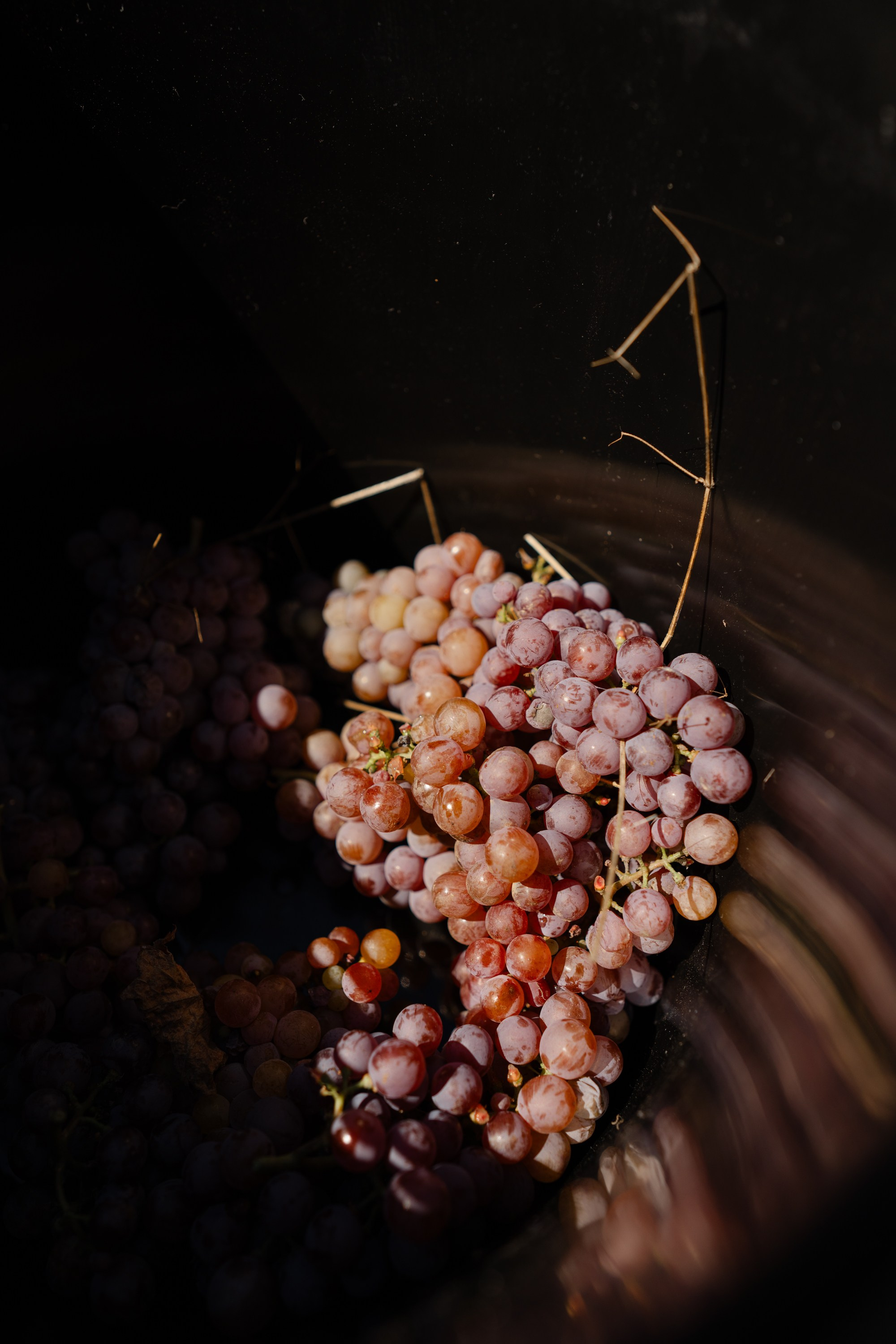 ArbaWine. Адиль Абильтаев|Фотограф|Астана