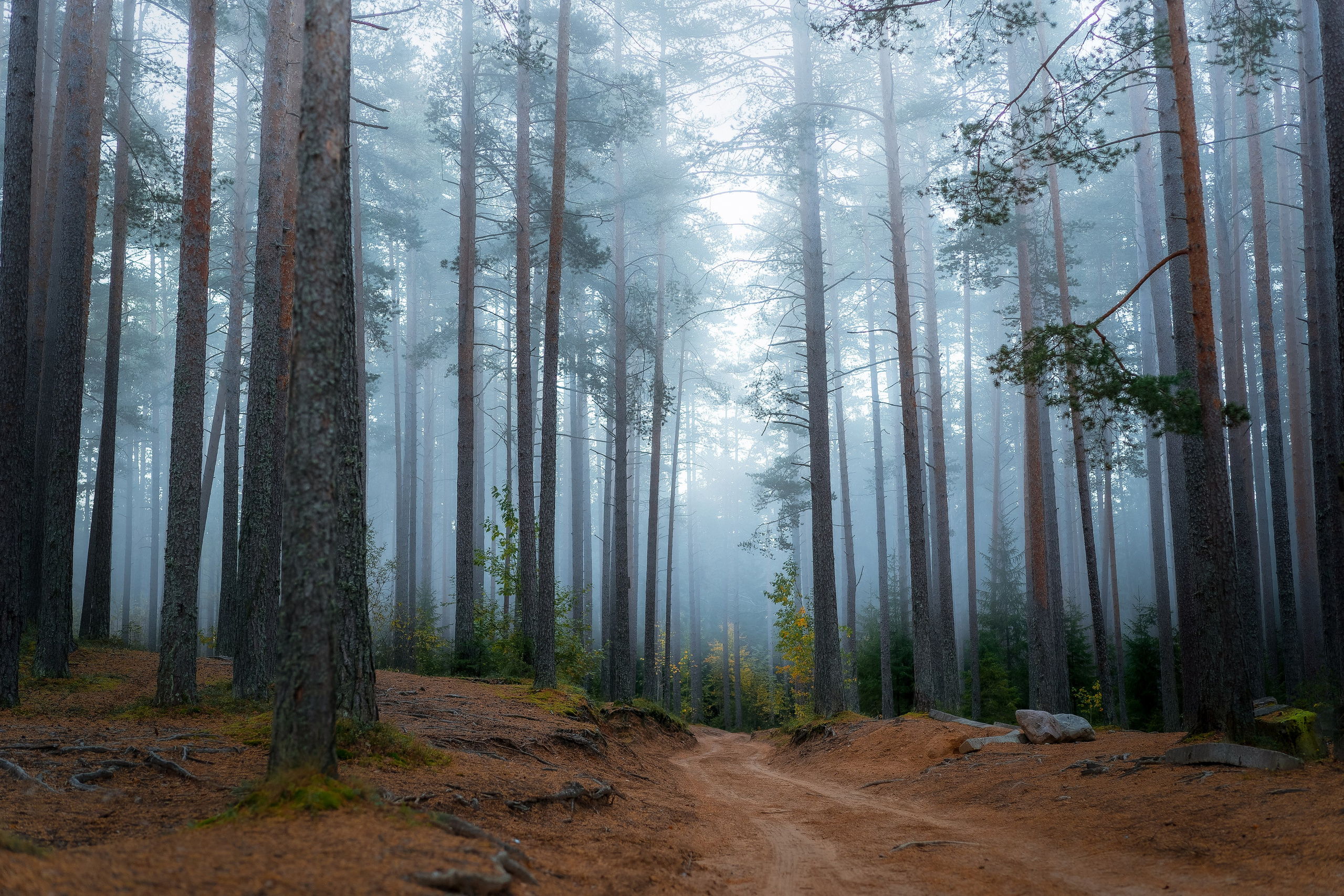 Рассвет в сосновом лесу
