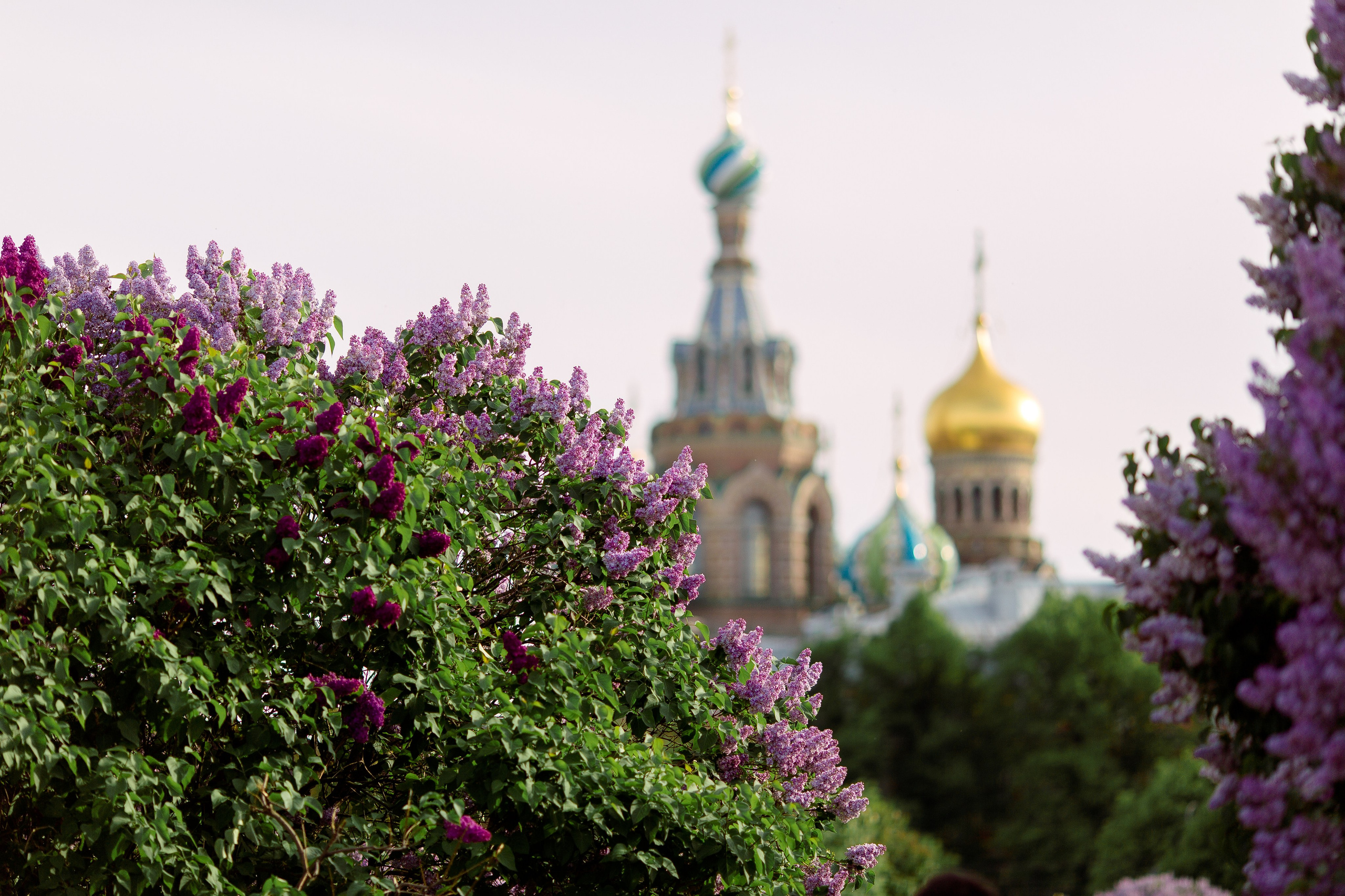 Марсово Поле. Свадебный и семейный фотограф Спб Бошман Ирина