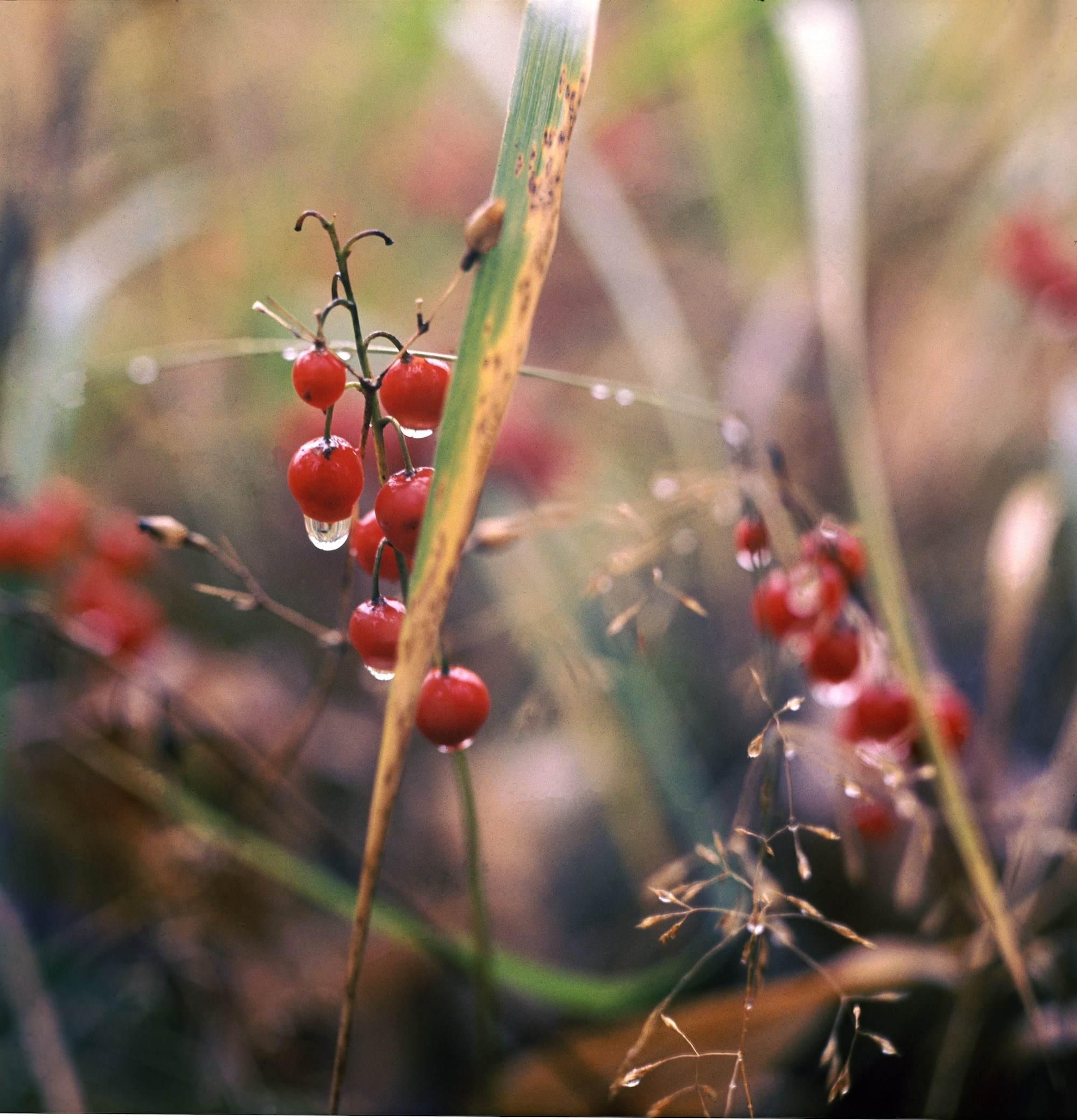 Осень. ВАДИМ ГИППЕНРЕЙТЕР — ВЕЛИКИЙ ФОТОГРАФ ЗЕМЛИ РУССКОЙ