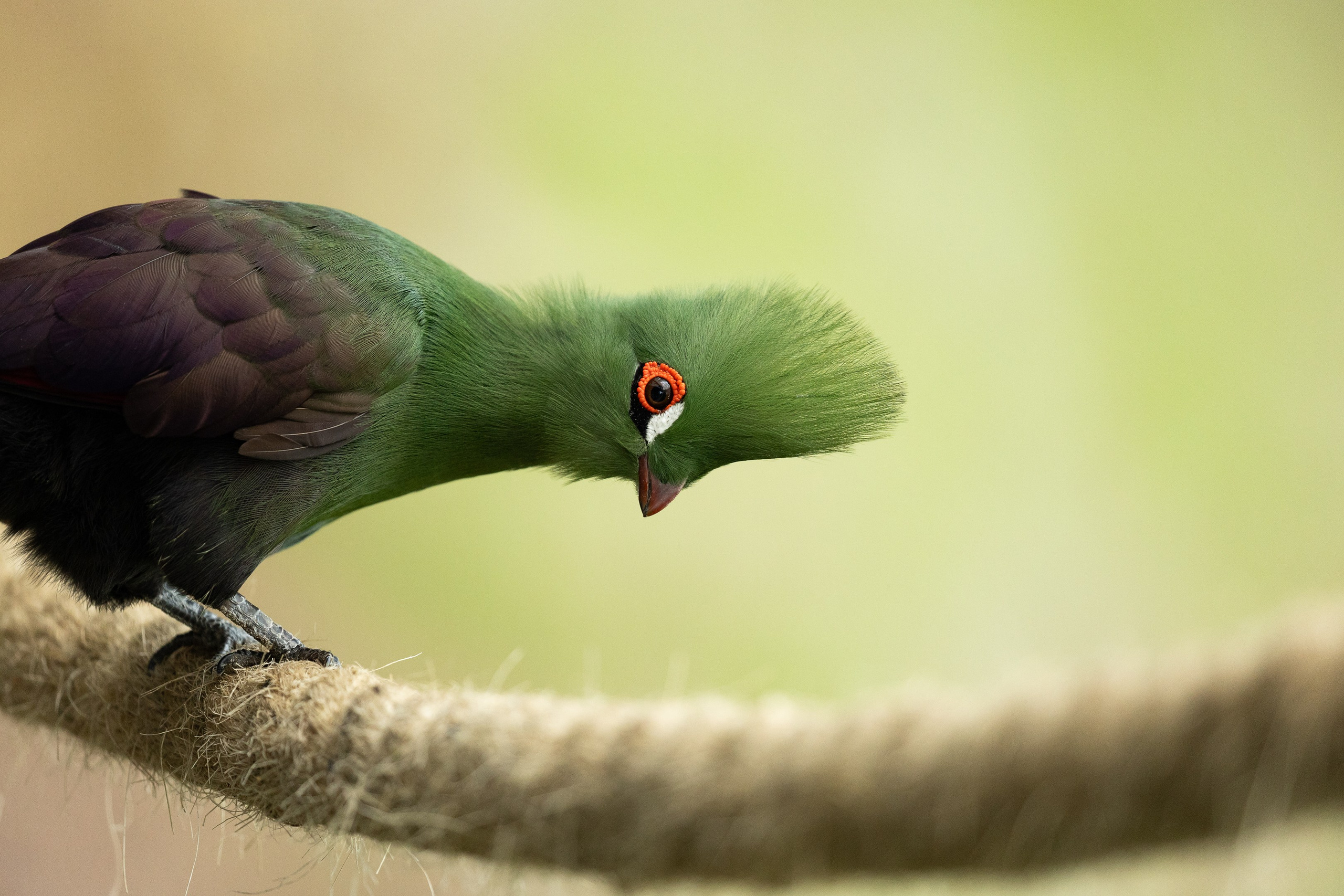 Green planet. Фотография Евгений