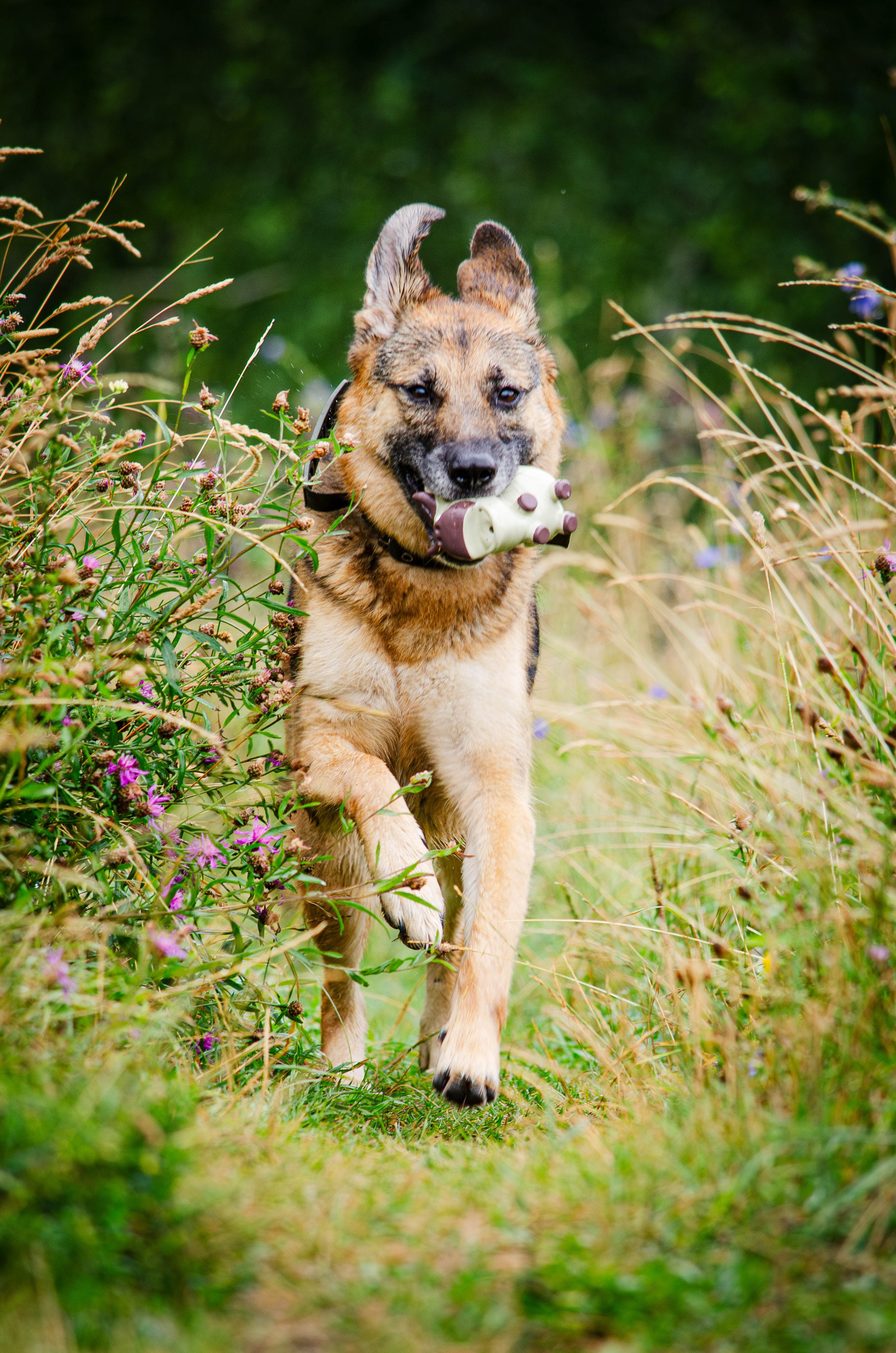 Арья и Оззи. Фотограф Светлана Блинова, Москва и Московская область