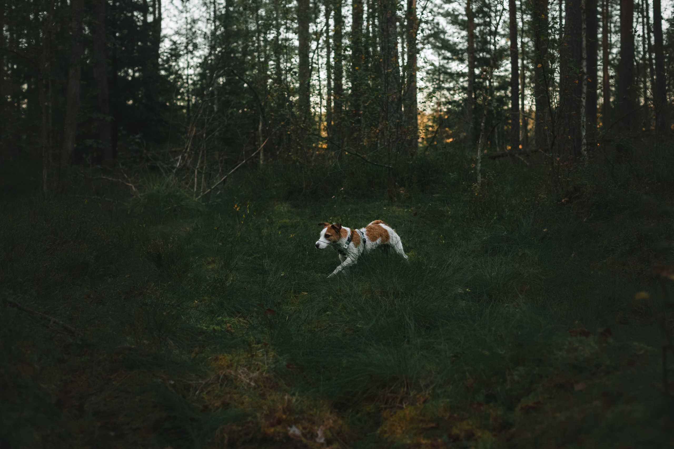 Фотопрогулка в Ленобласти. Фотограф-анималист Татьяна Степанова