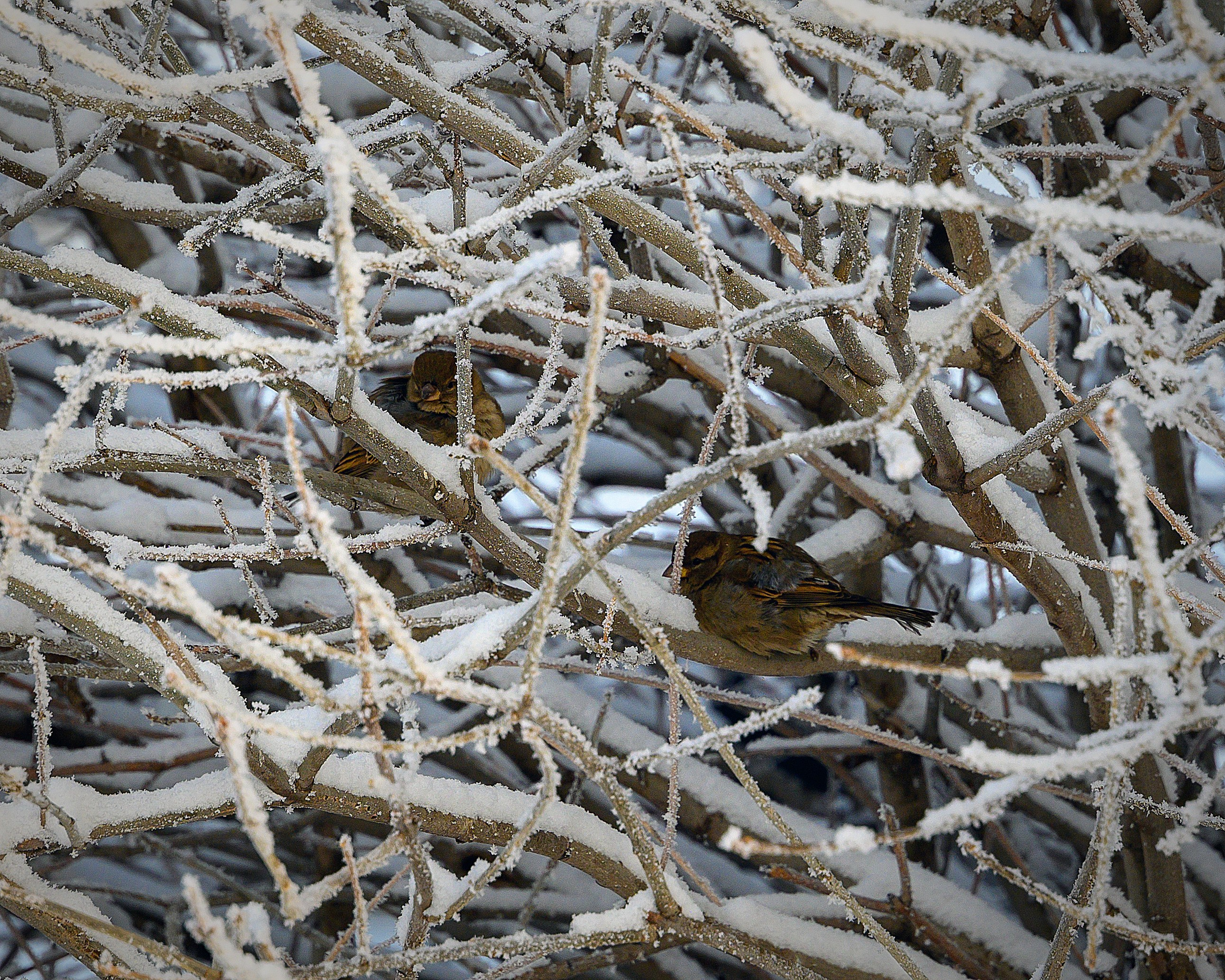 Сибирская зима прекрасна!. FotoGraf
