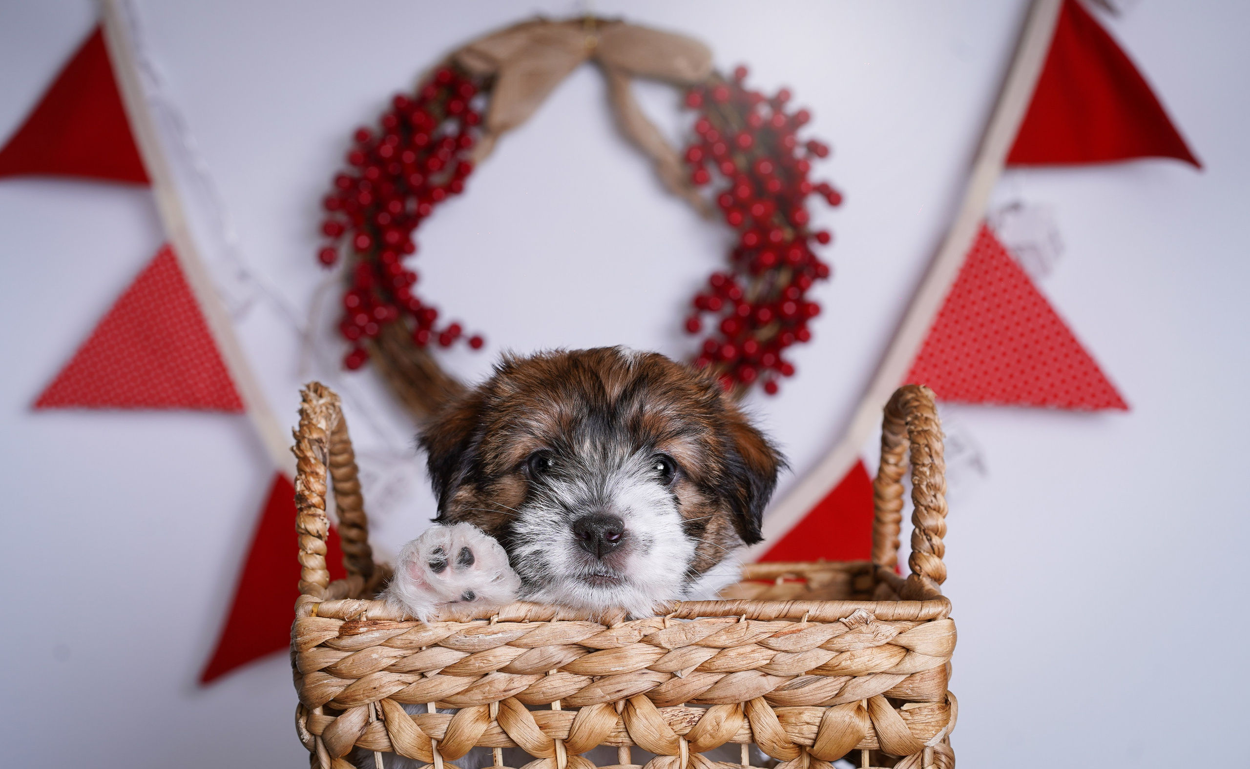 Щенки джек-рассела. Фотограф-анималист в Санкт-Петербурге Яна Мартынова