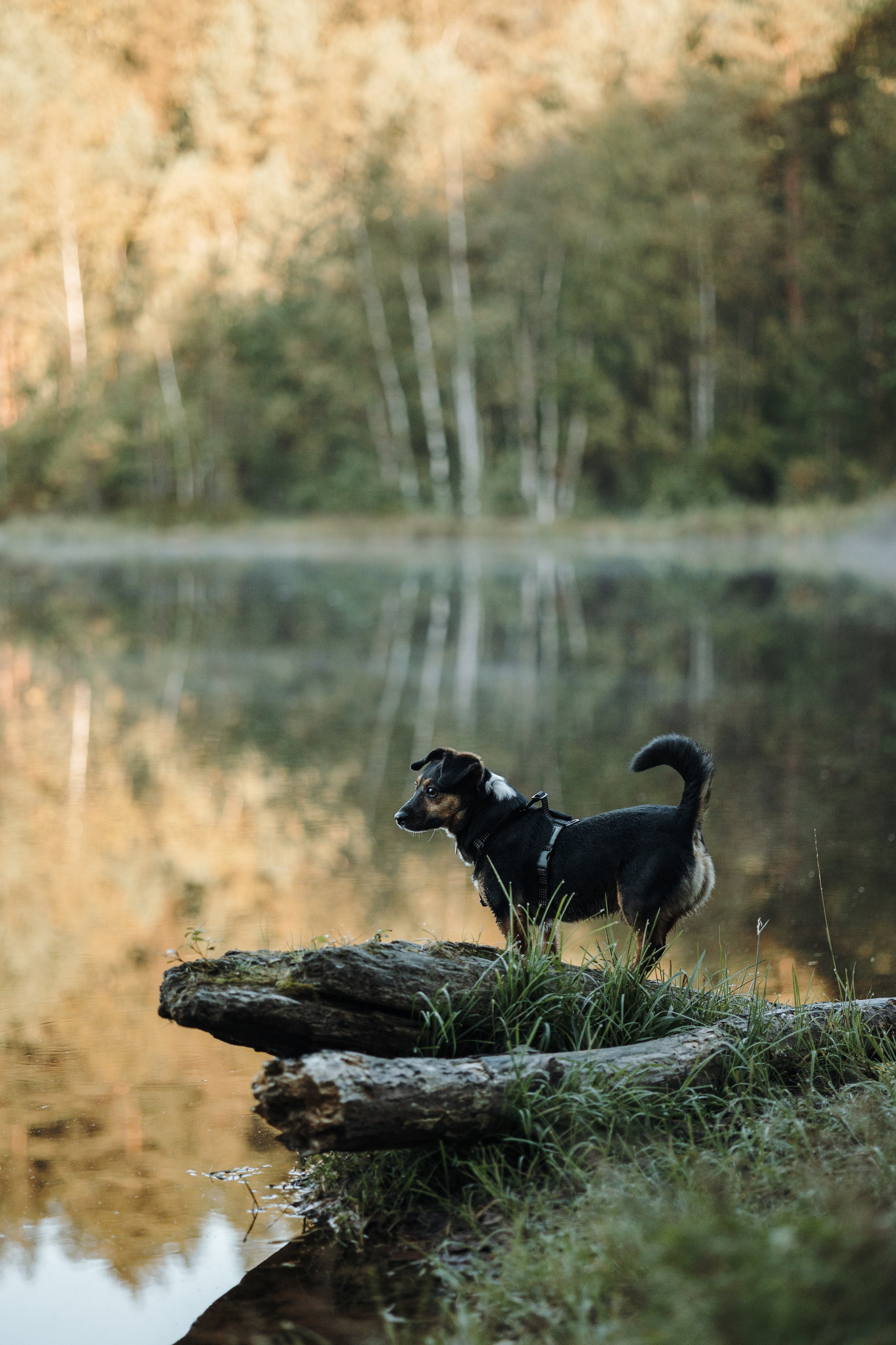 Ольга и Рекс. Фотограф — Анималист | Санкт-Петербург