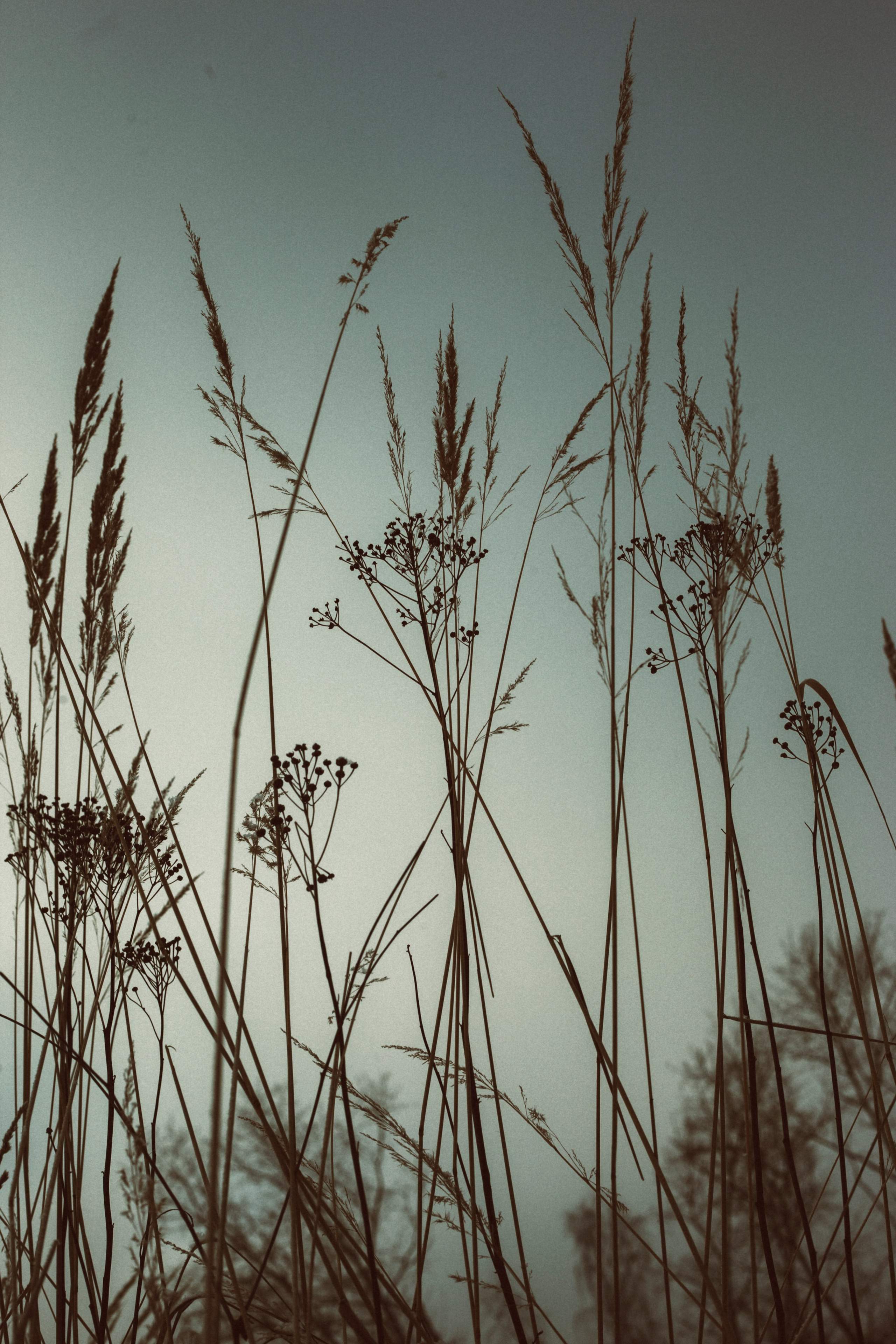 Цветы, колосья и все, что растет. Фотограф Старый Оскол Мавлыга Мария