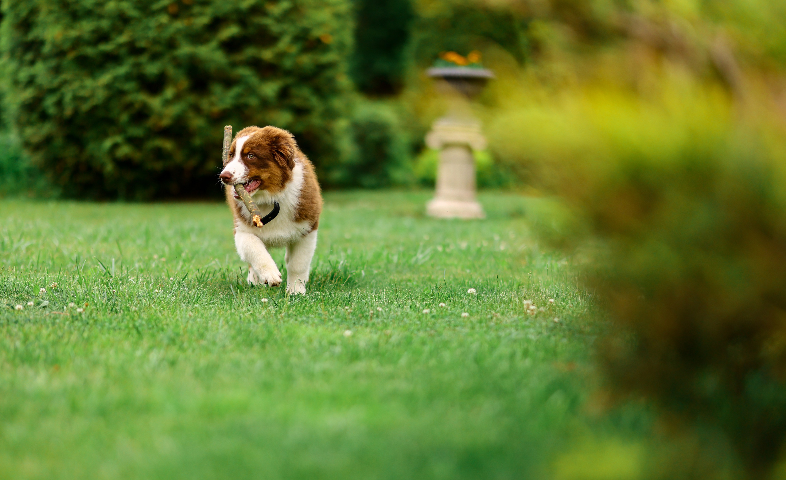 Аусси 2. Фотограф репортажей и стритфотосессий в Москве Людмила Смирнова