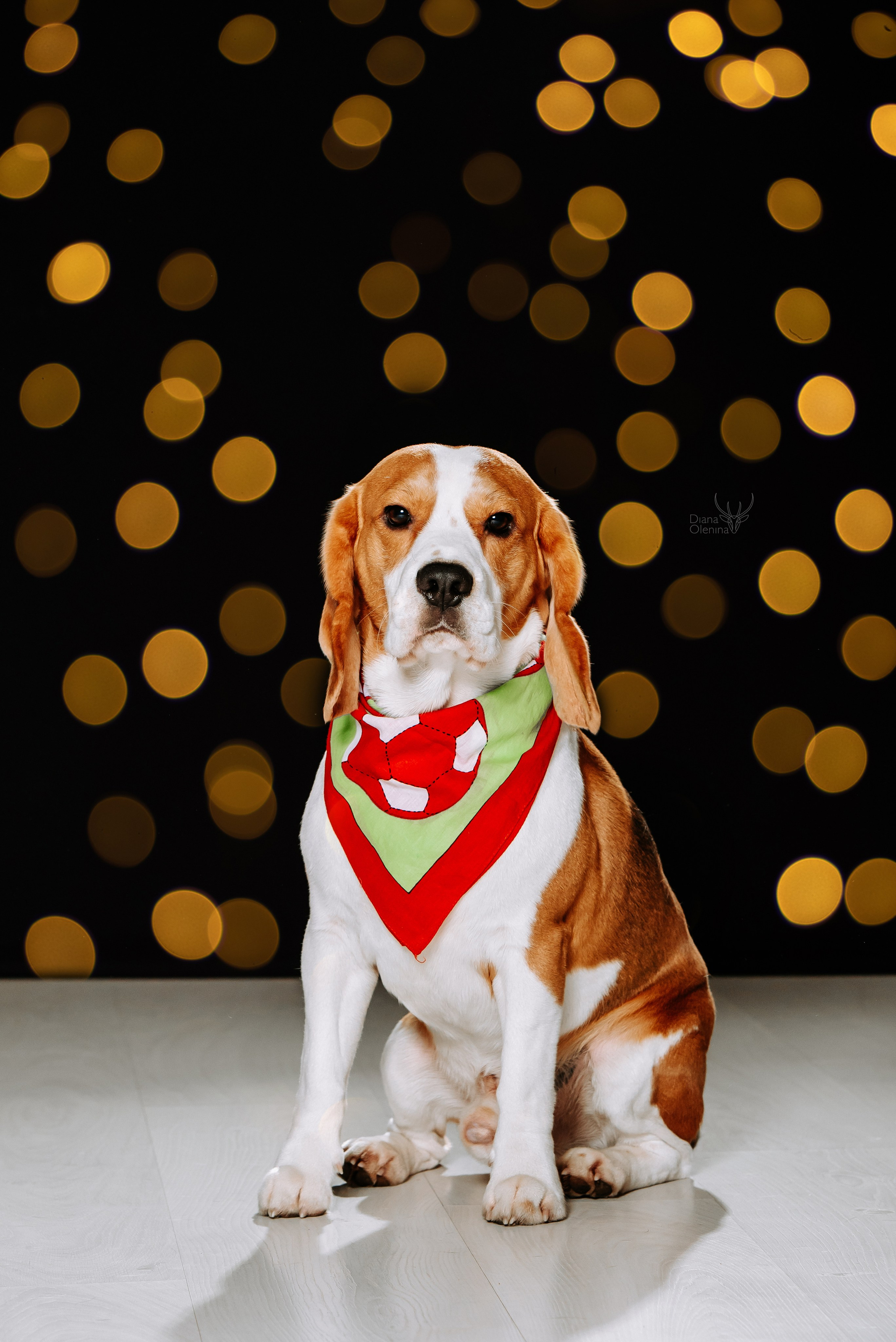 Собаки фоны. Фотограф Диана Оленина Красноярск / Братск