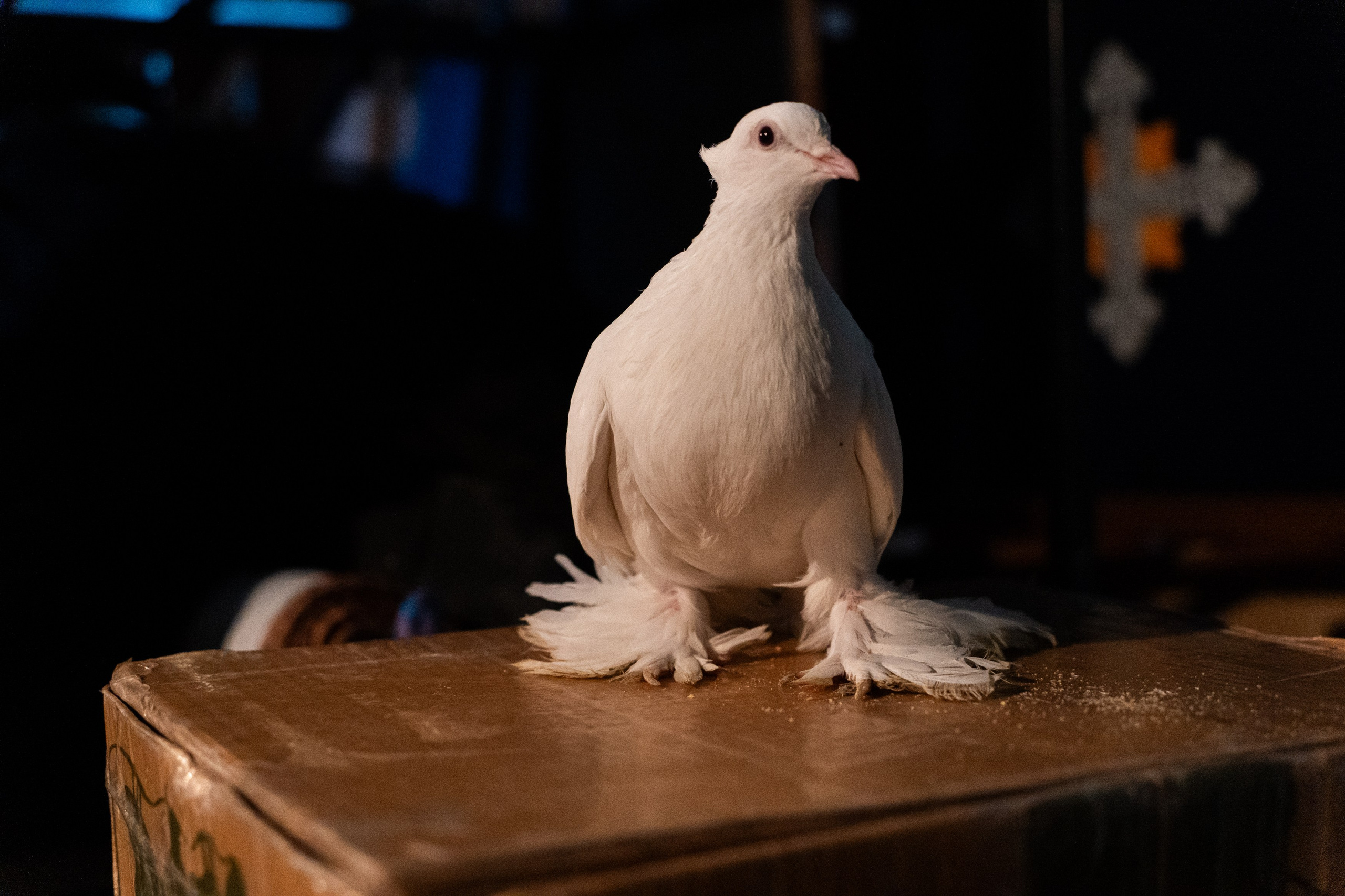 Музыкальная комедия «Любовь и голуби». Спортивный и репортажный фотограф в Иваново Сергей Силкин