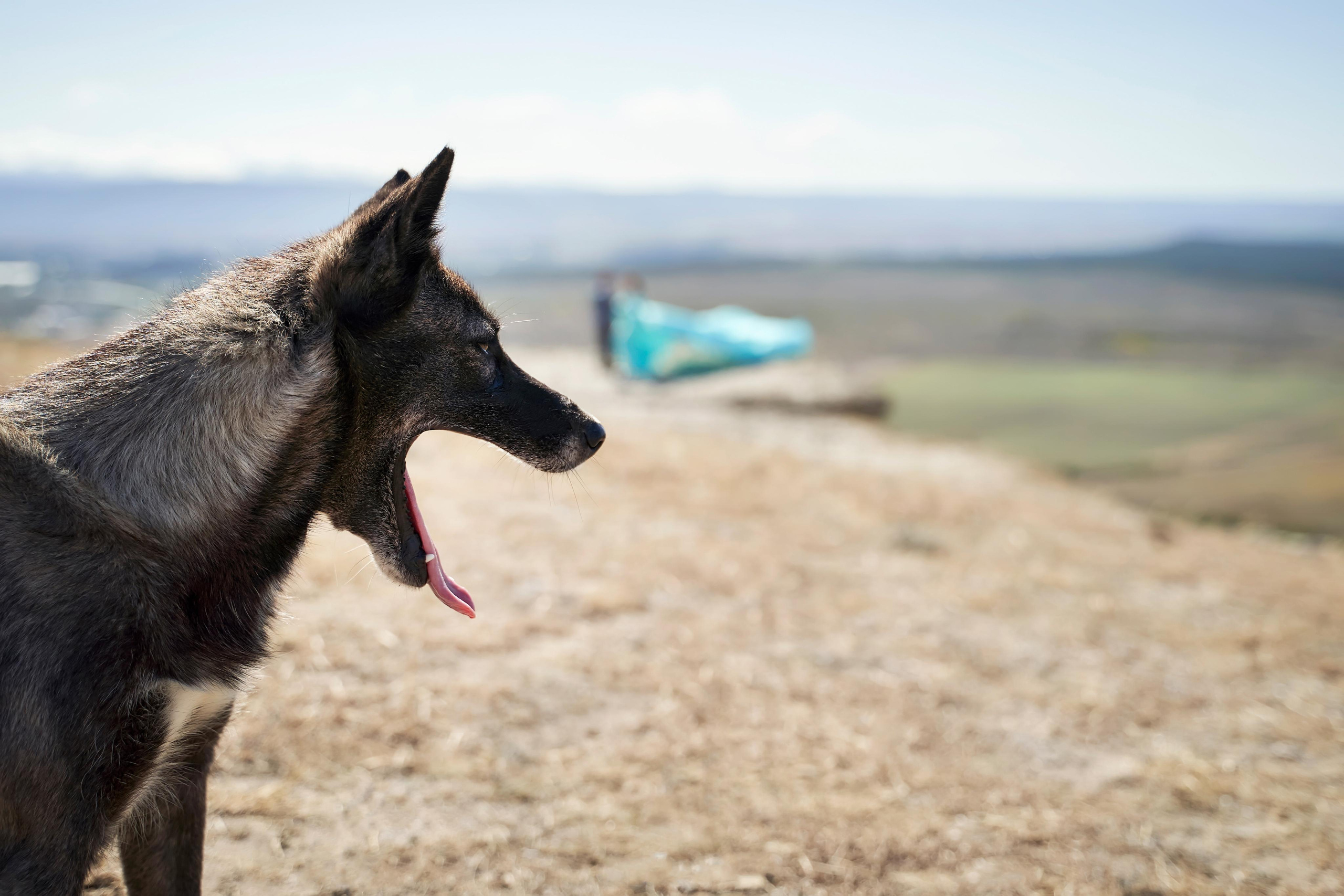 Love Story в Крыму вместе с Твинс Студио. ТВИНС СТУДИО — лучшие свадебные фотографы и видеографы в Краснодаре