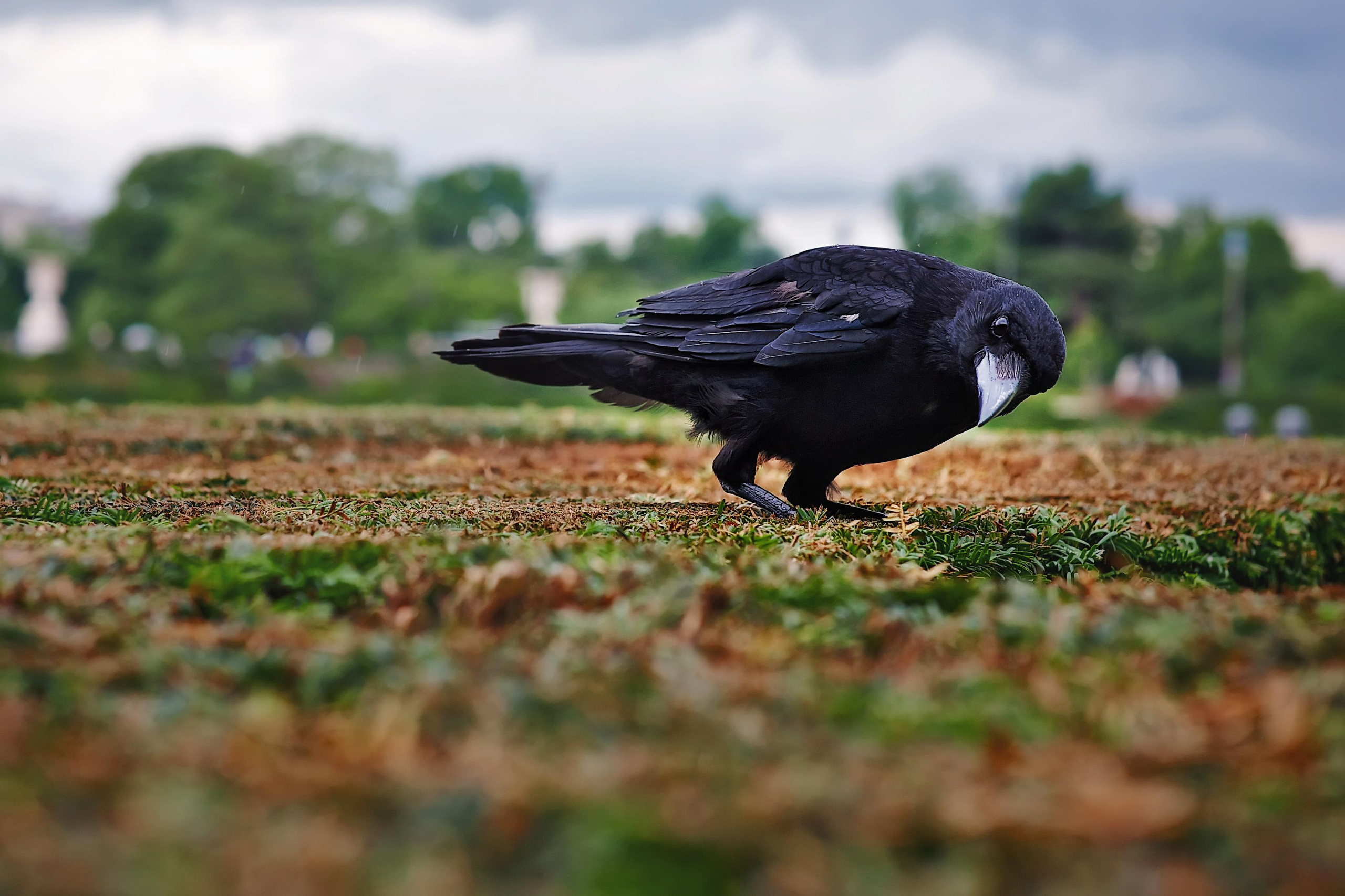Paris. Twins Studio. Love. ТВИНС СТУДИО — лучшие свадебные фотографы и видеографы в Краснодаре