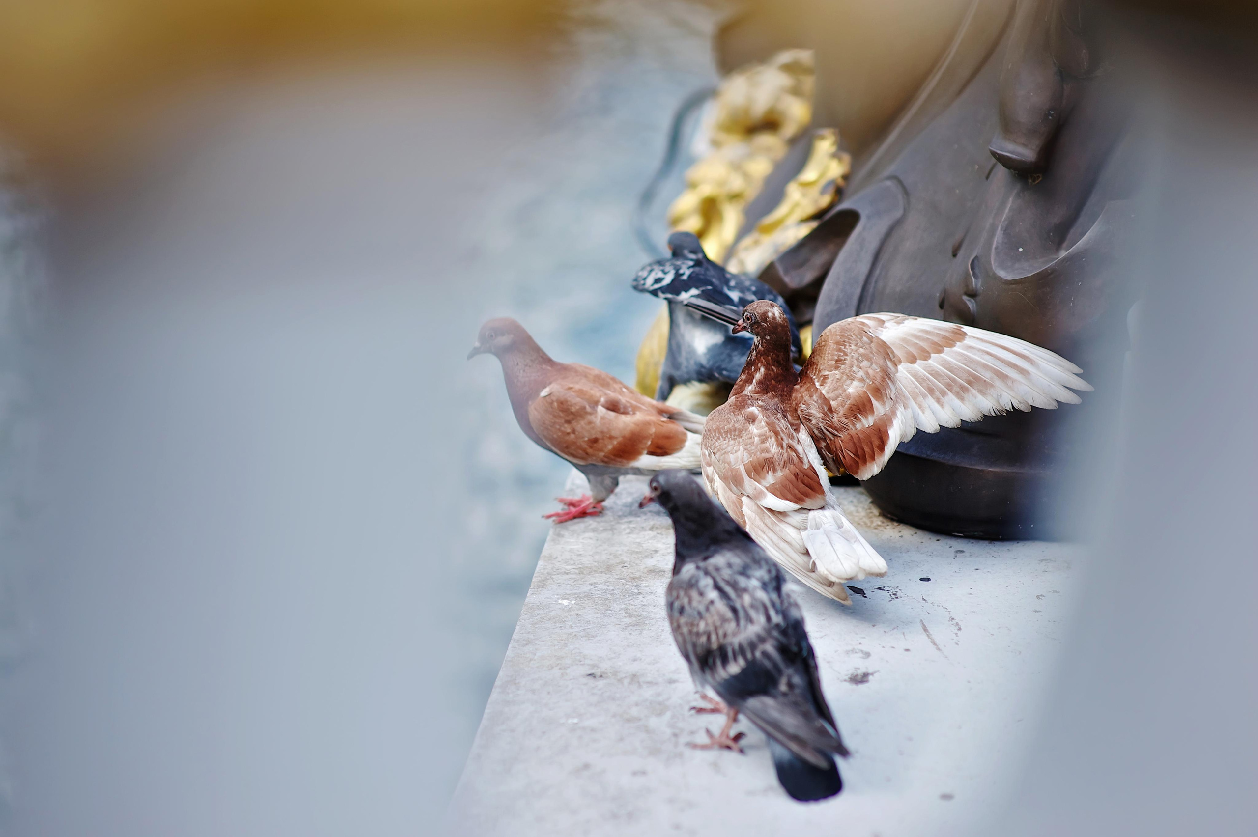 Paris. Twins Studio. Love. ТВИНС СТУДИО — лучшие свадебные фотографы и видеографы в Краснодаре